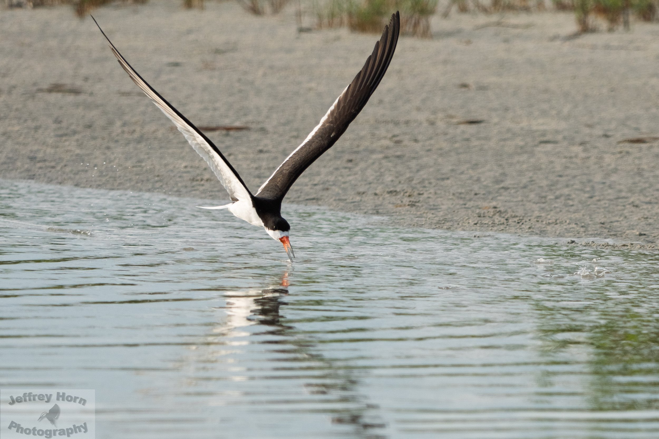 Black Skimmer in flight-1-2.jpg