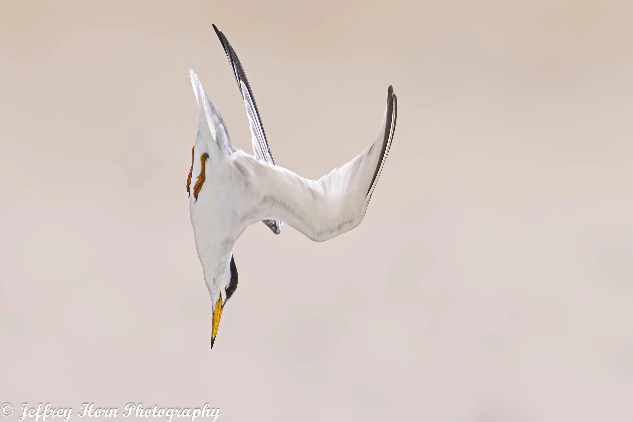 Least Tern diving-1.jpg