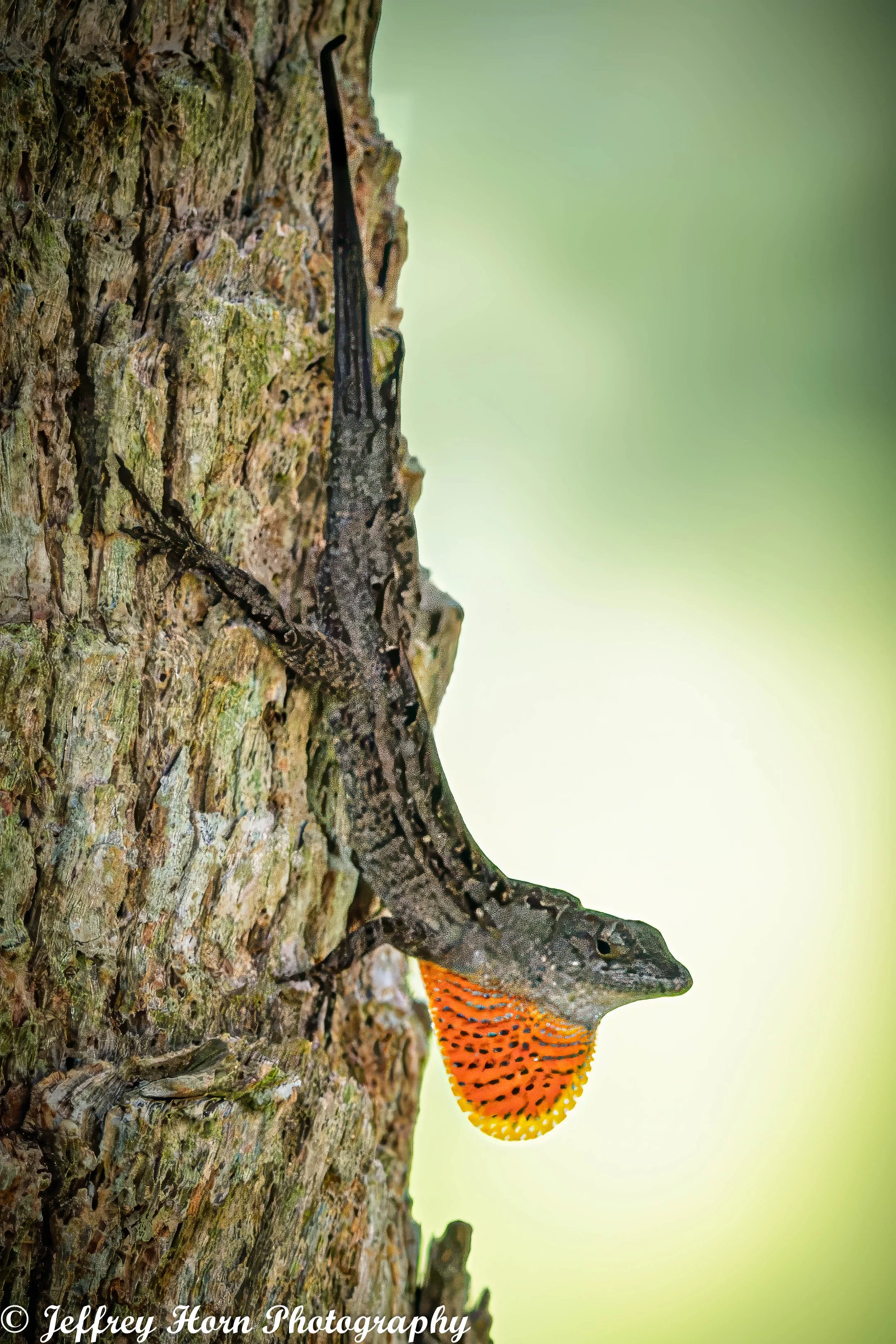 Brown Anole Male on a tree-2.jpg