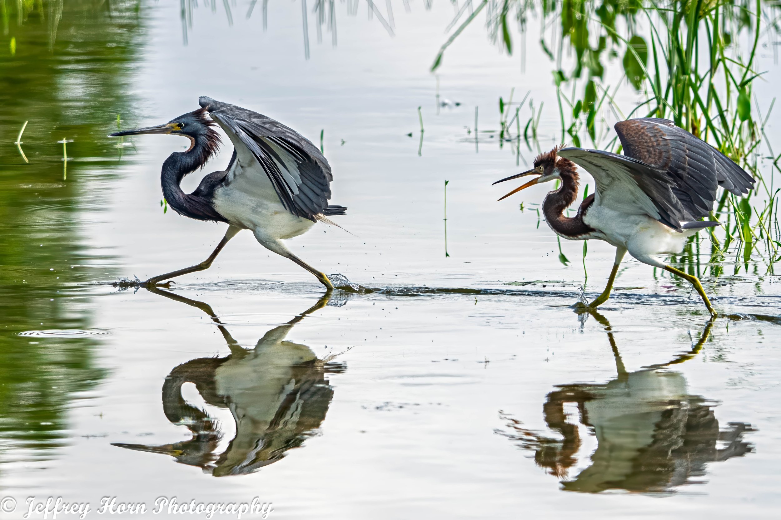 Immature Tricolored Heron running after another Tricolored Heron-2.jpg