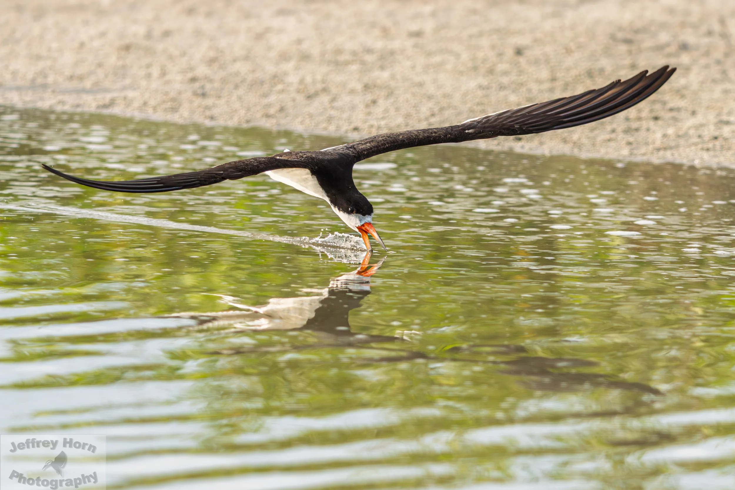 Black Skimmer in flight-7.jpg