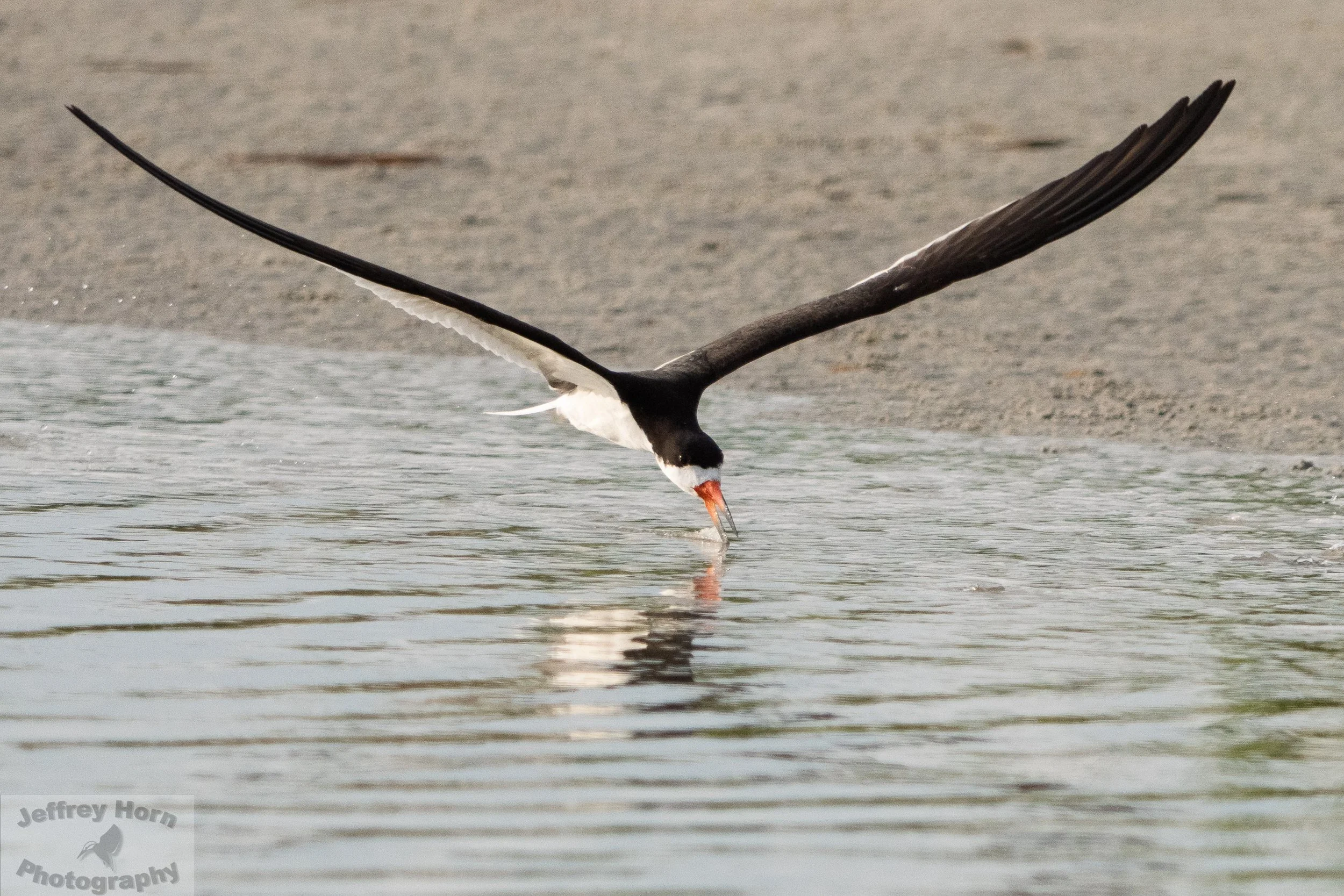 Black Skimmer in flight-2.jpg