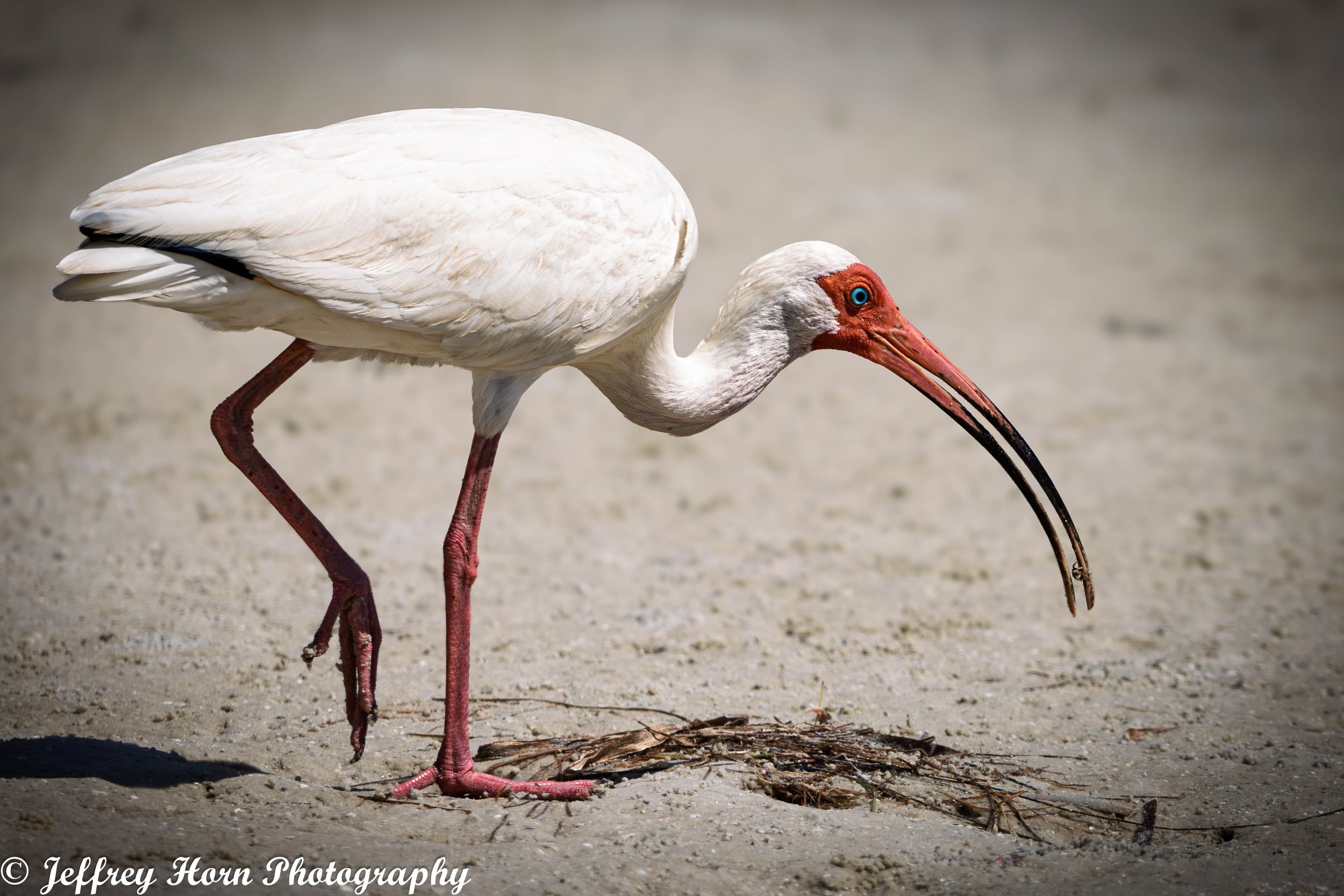 White Ibis eating a fiddler crab-1.jpg