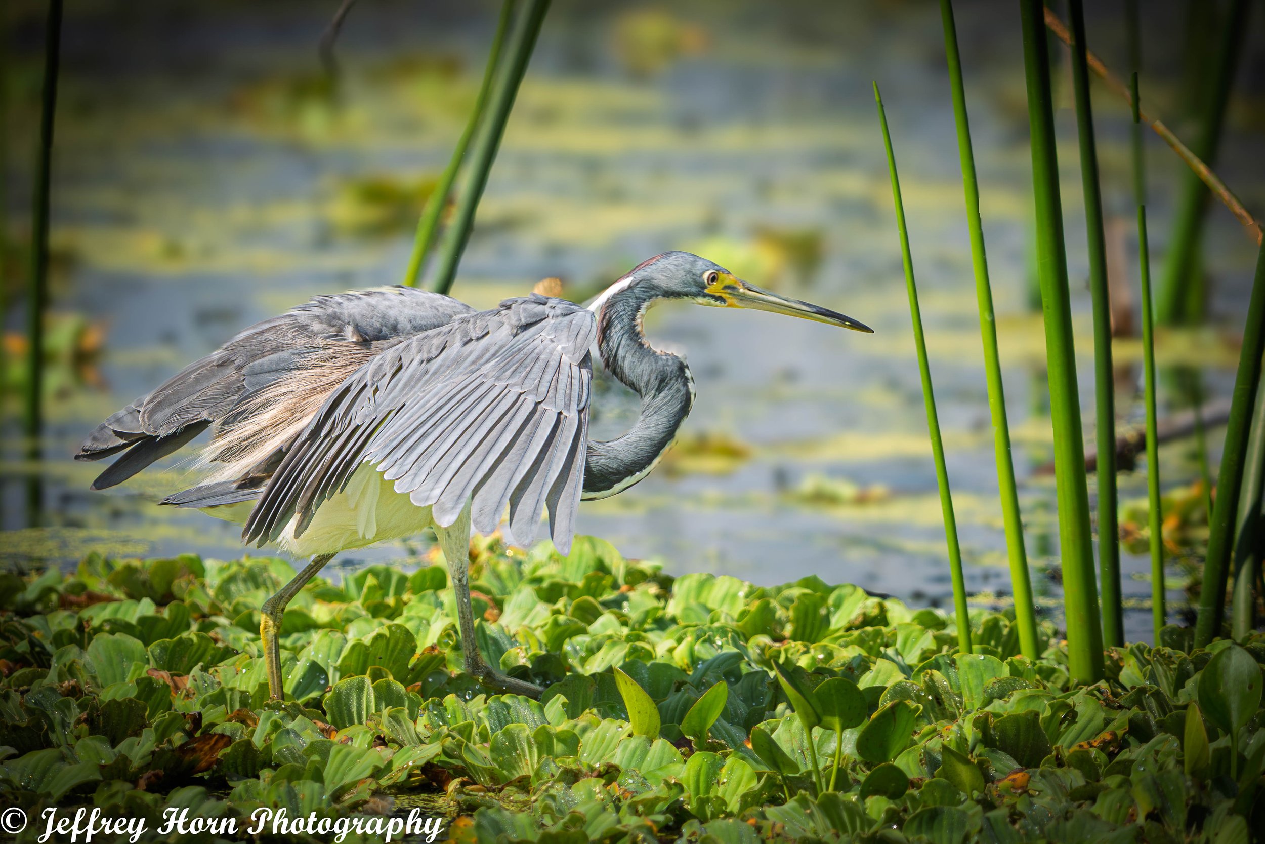 Tricolored Heron landing-1.jpg