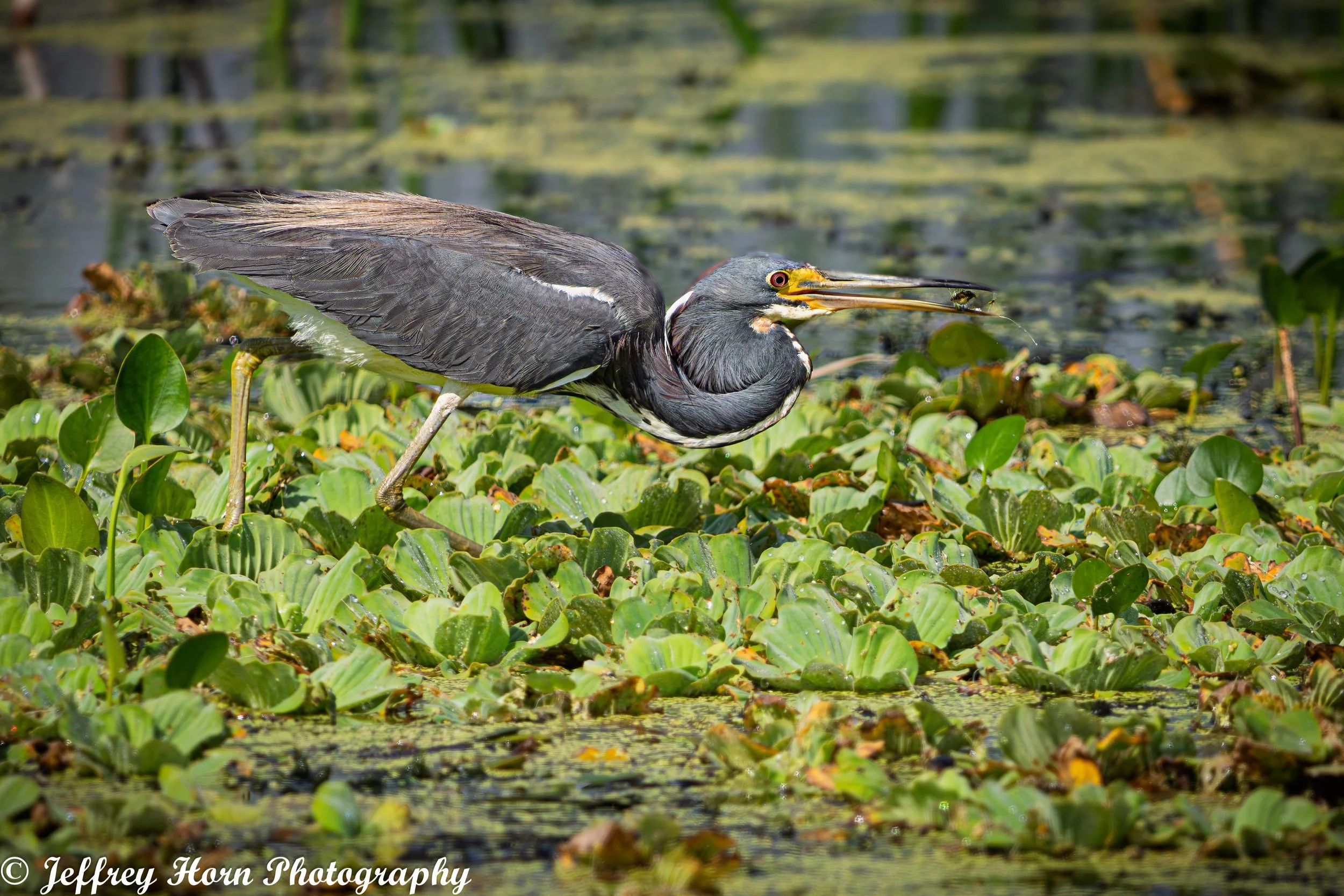 Tricolored Heron flipping up fish-1.jpg