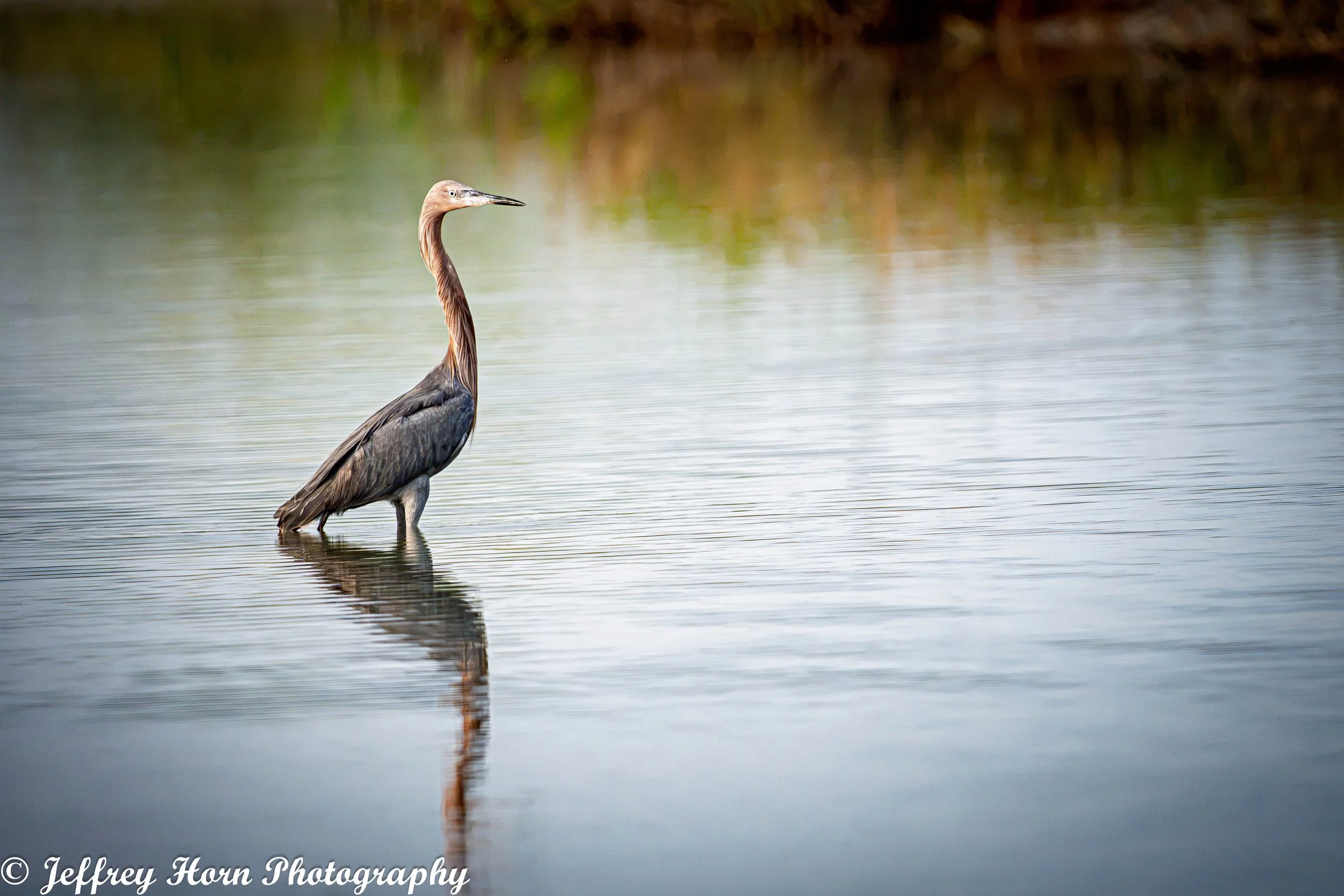 Reddish Egret standing in Fort De Soto-2.jpg