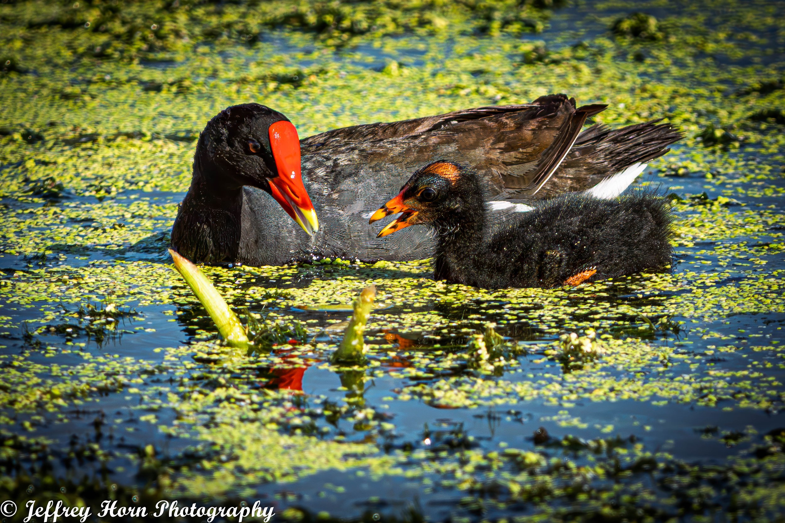 Common Gallinule mom and her chick-2.jpg