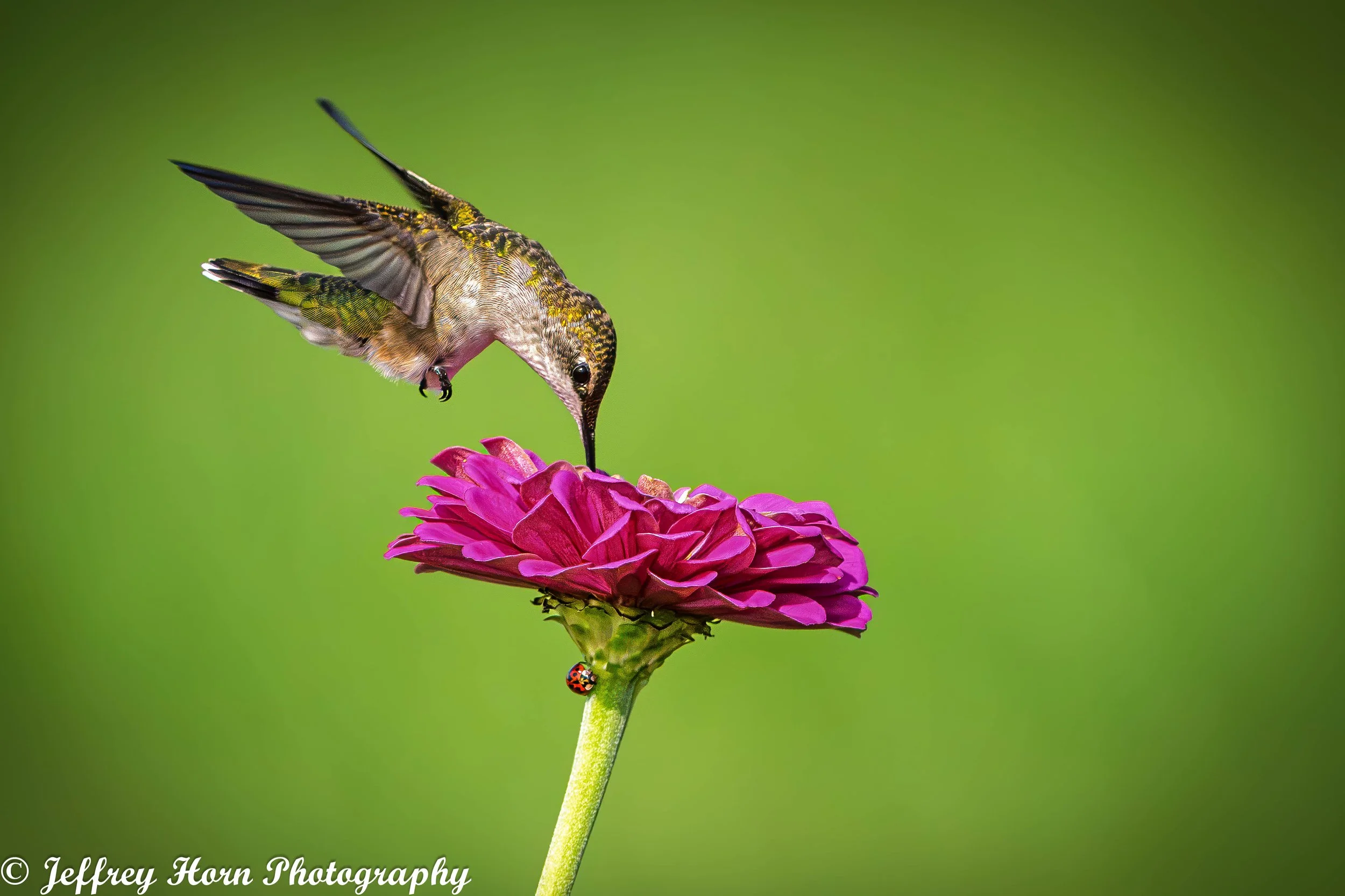Ruby-throated Hummingbird feeding-4.jpg