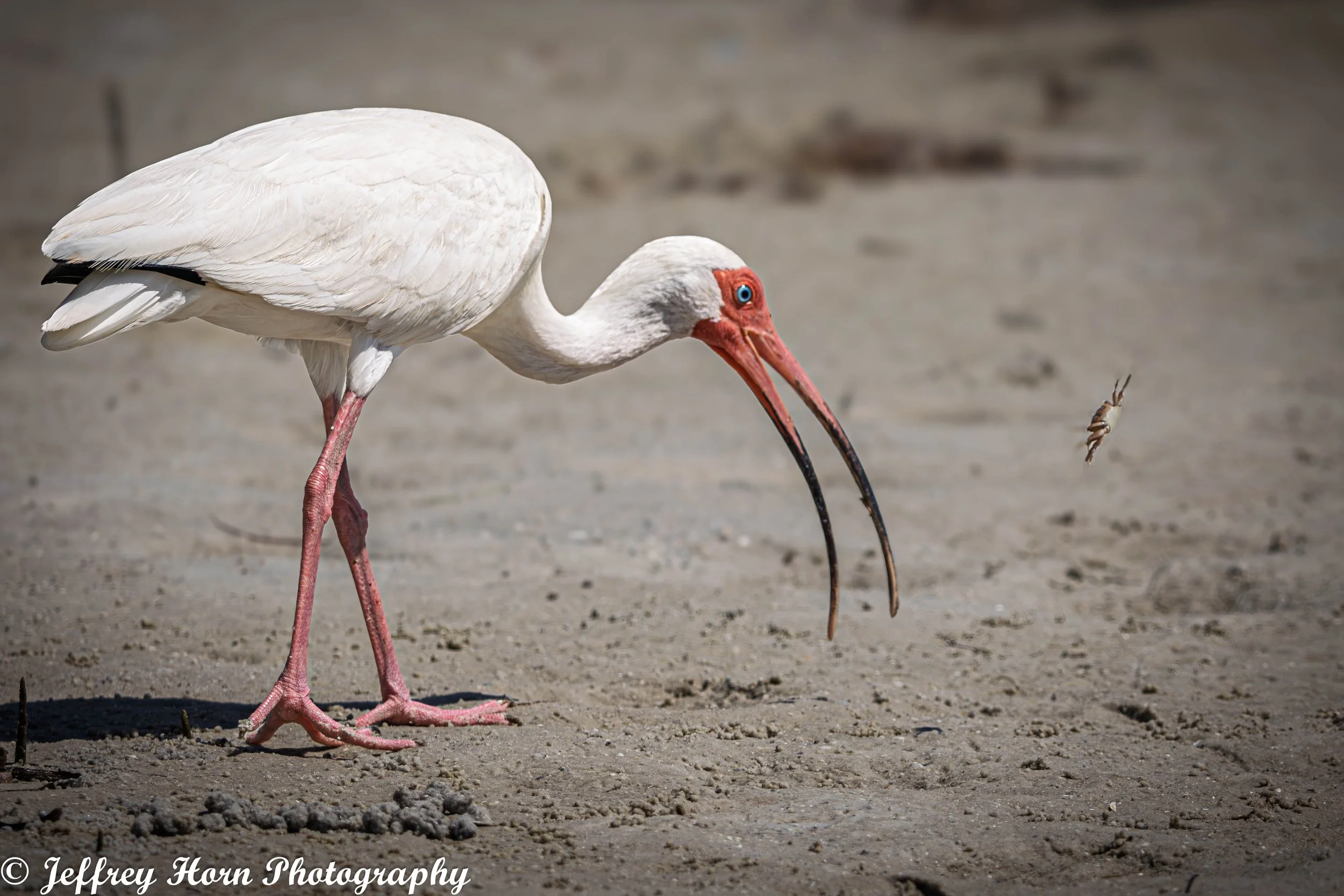 White Ibis tossing a fiddler crab-1.jpg