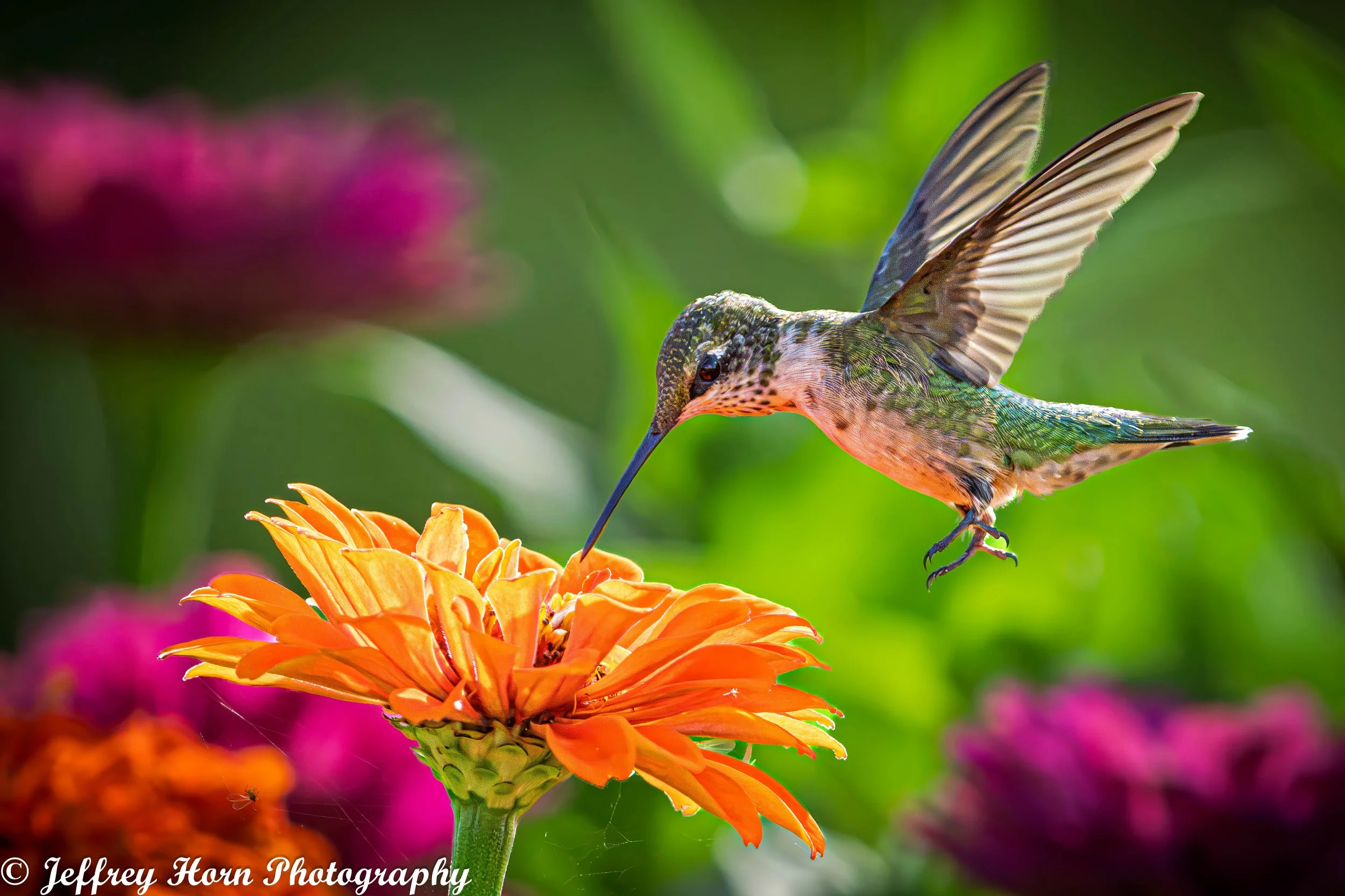 Ruby-throated Hummingbird feeding-9.jpg