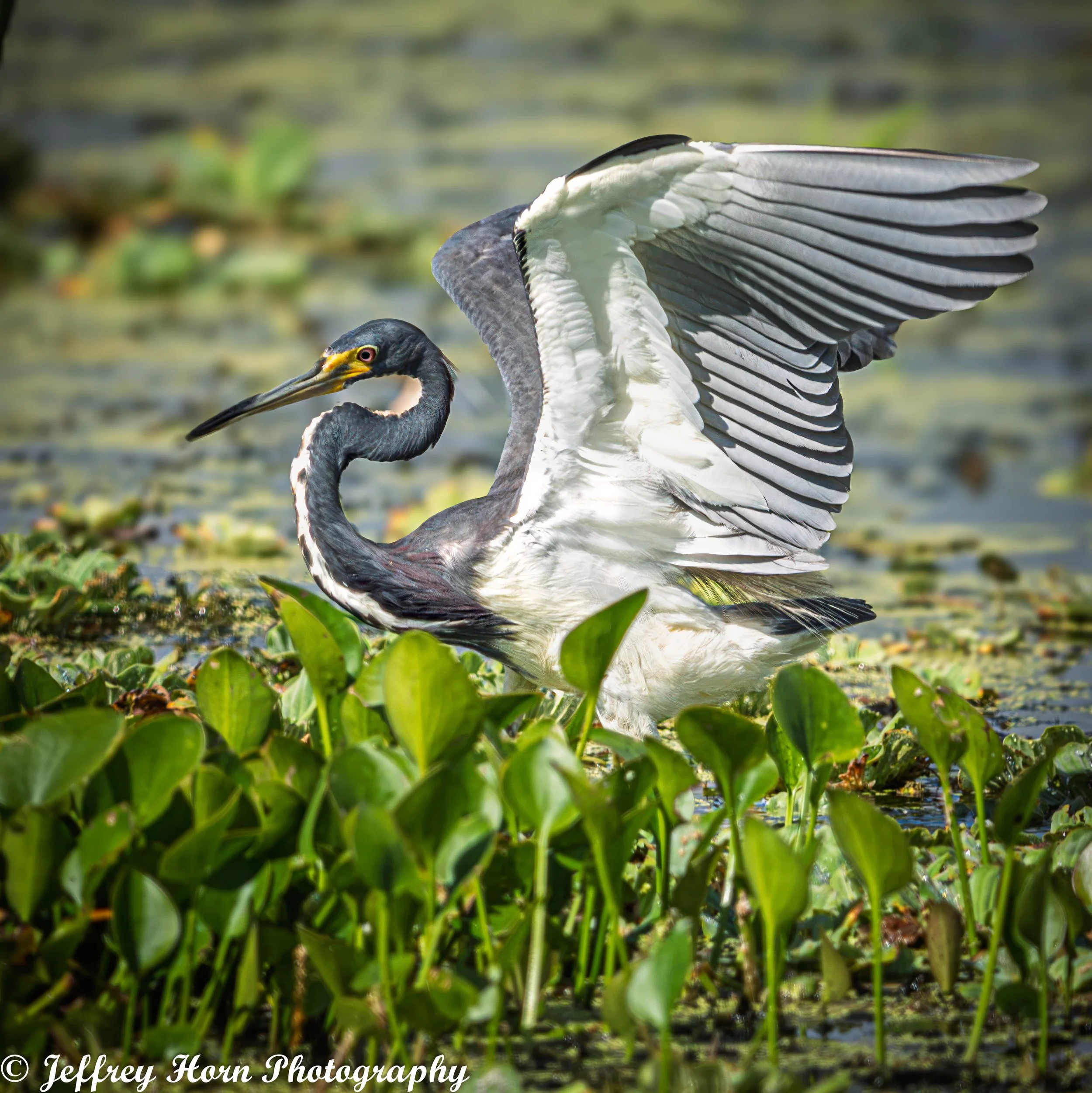 Tricolored Heron flapping-1.jpg