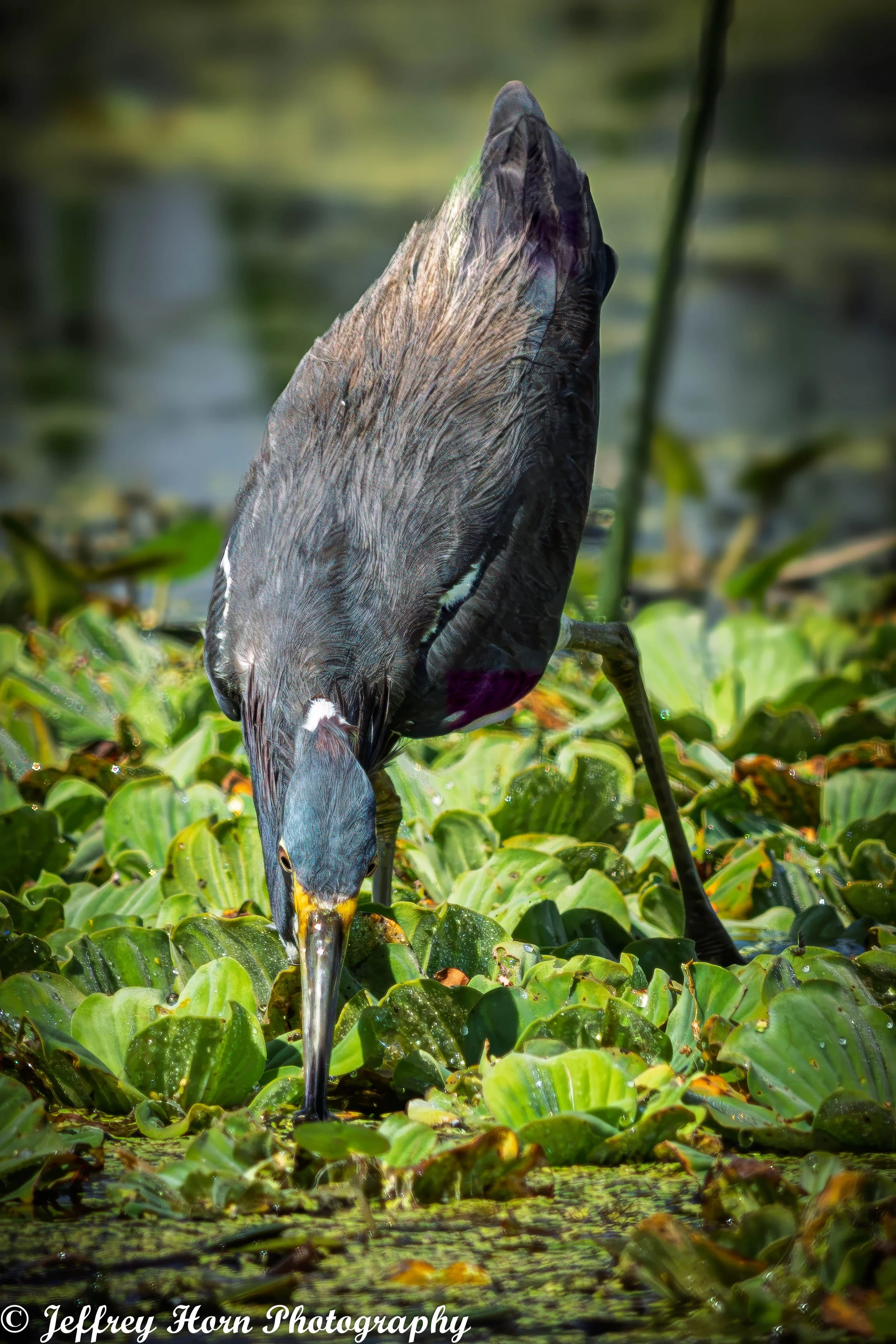 Tricolored Heron fishing-5.jpg