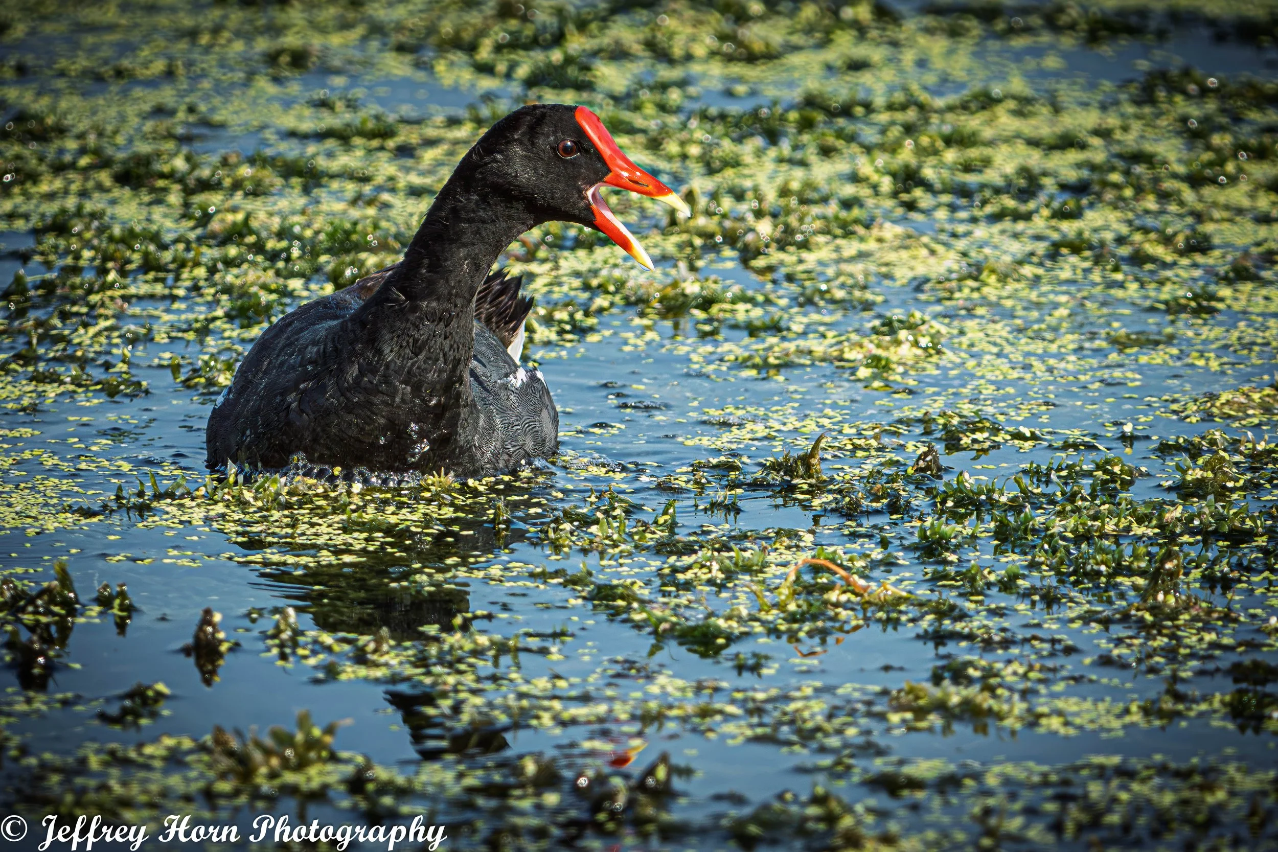 Common Gallinule with mouth open-1.jpg