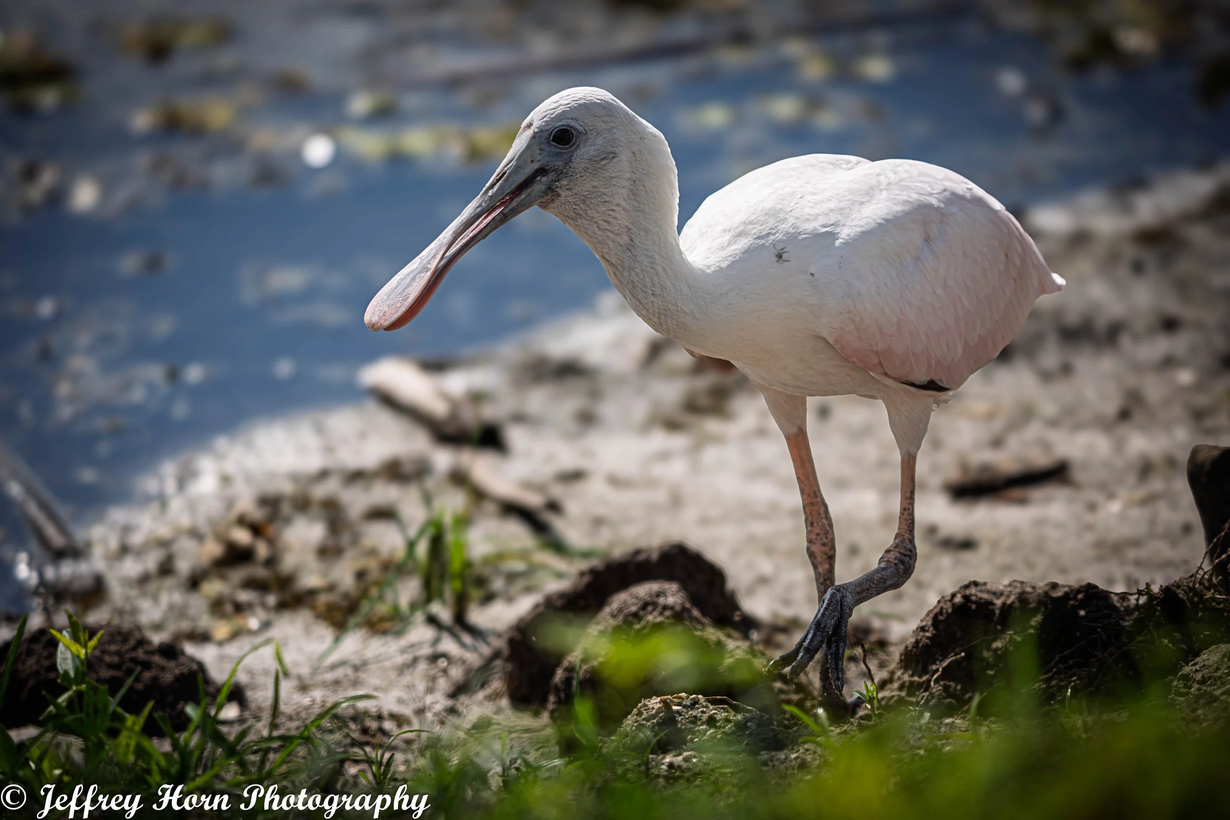 Roseate Spoonbill Immature-2.jpg
