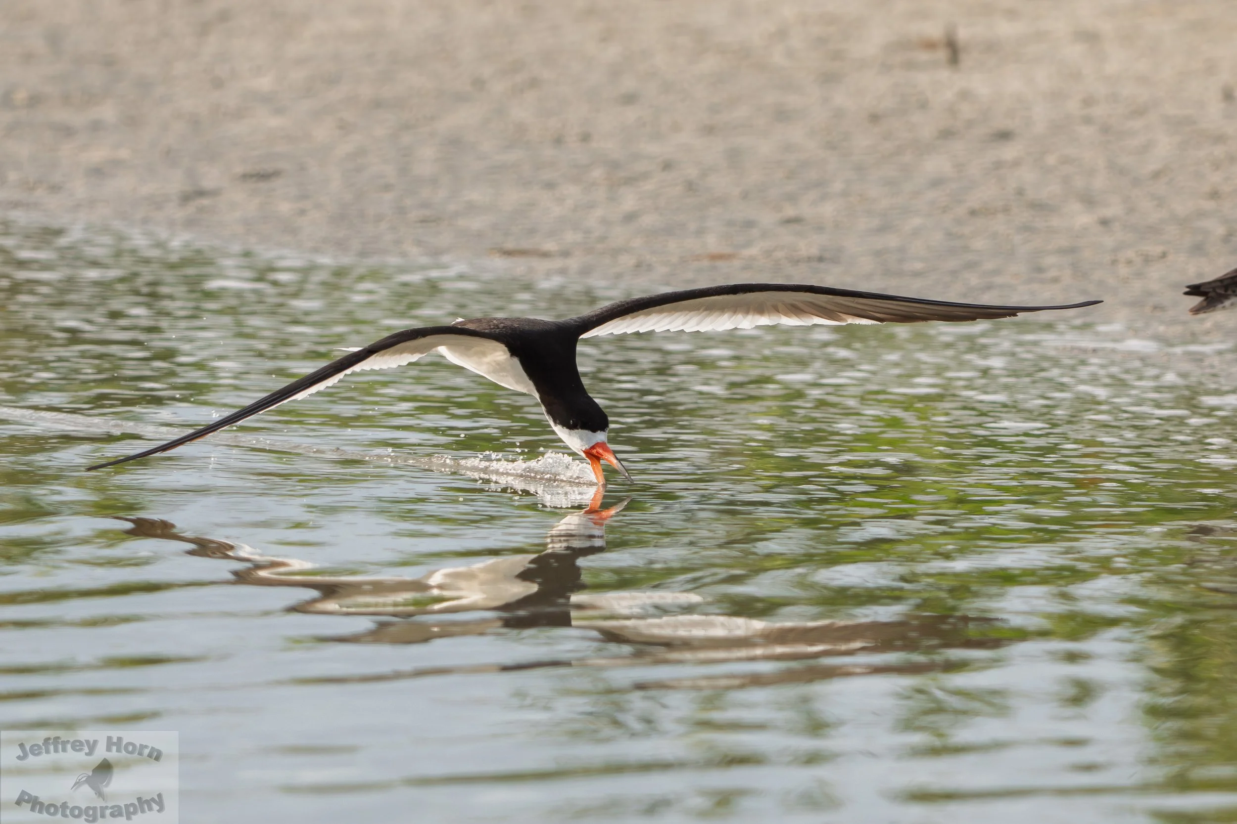 Black Skimmer in flight-5.jpg