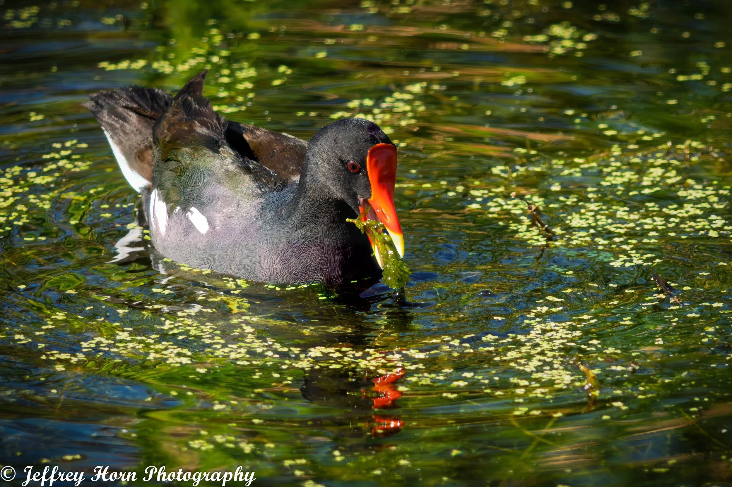 Common Galinule eating-3.jpg