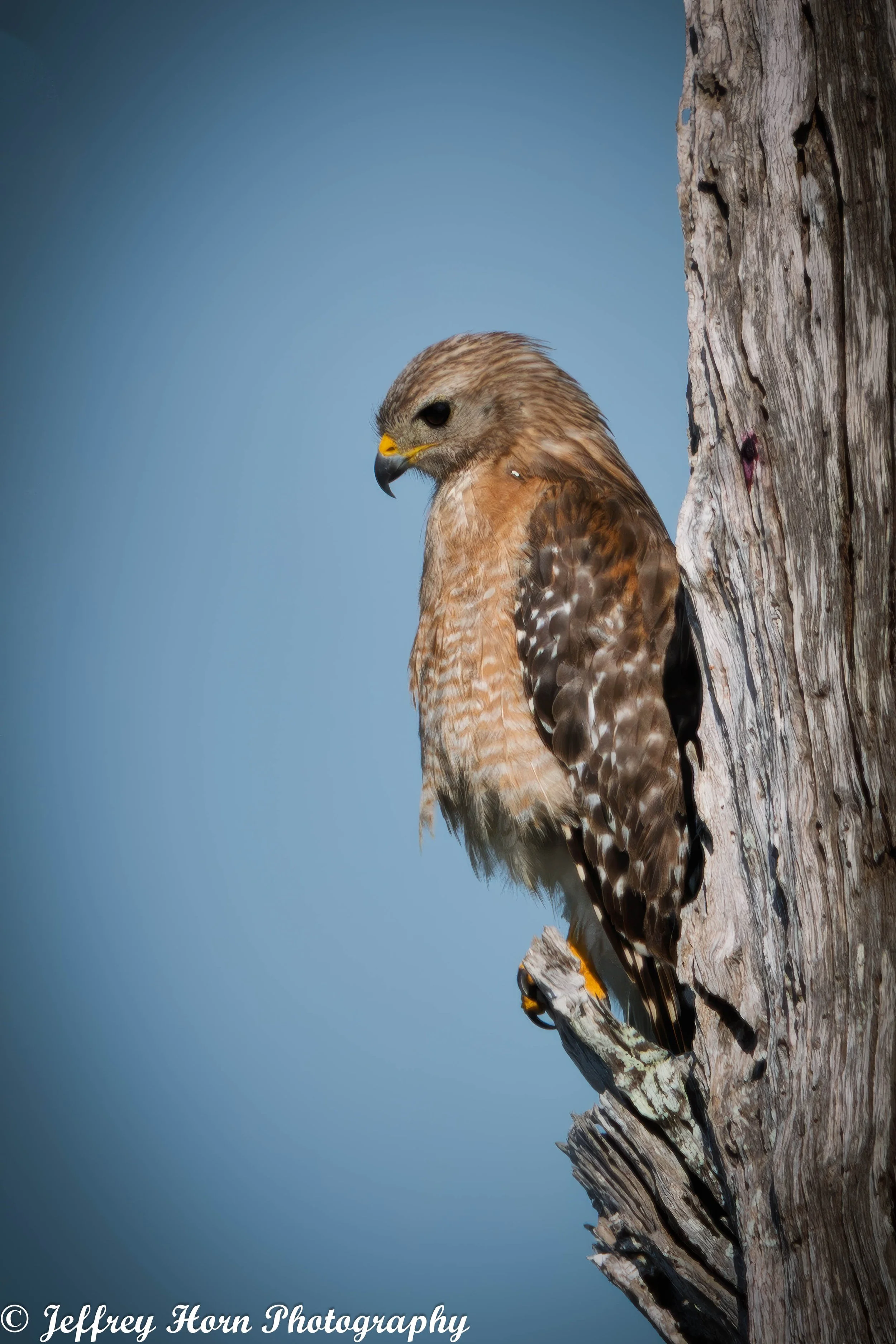 Red-shouldered Hawk-1.jpg