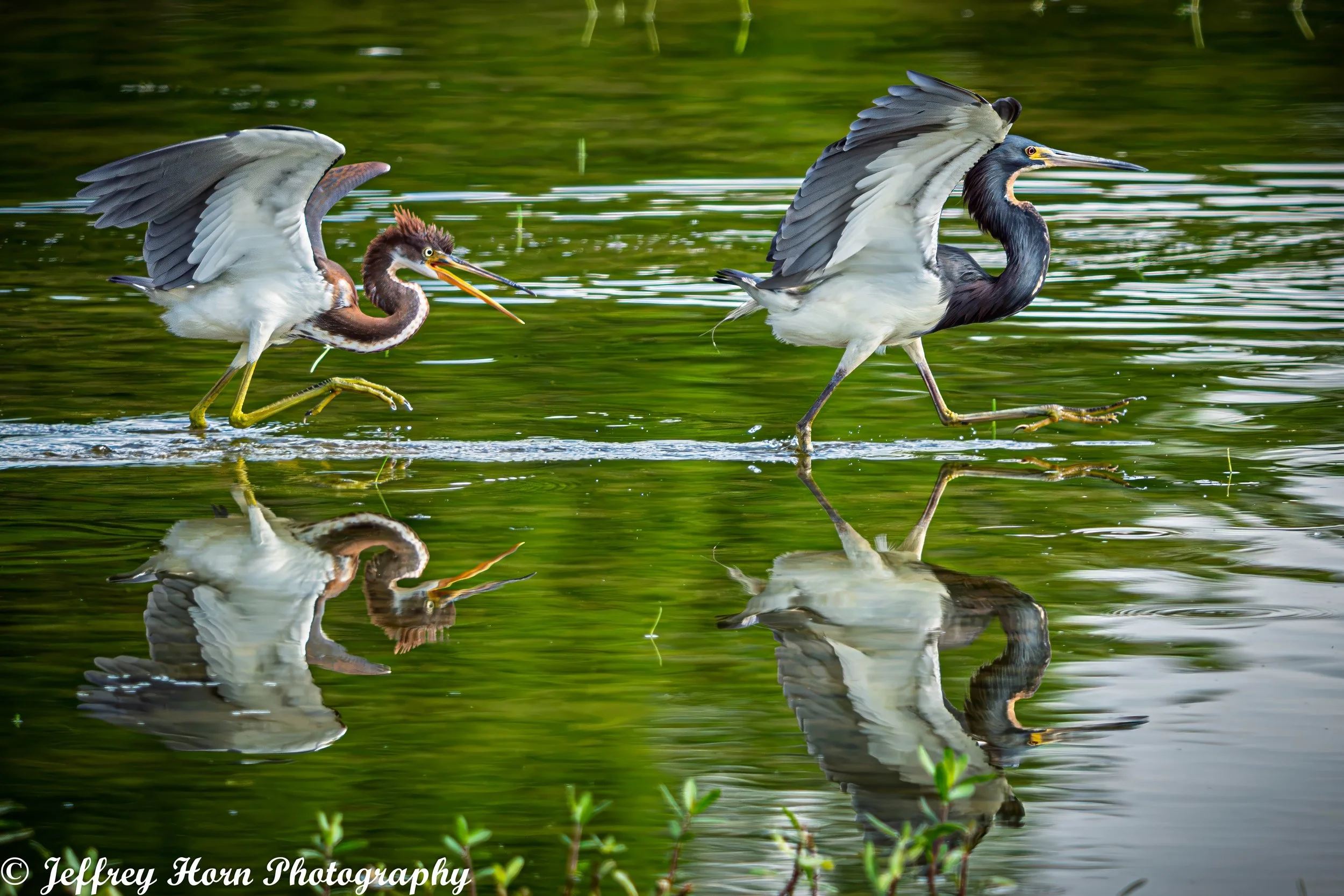 Immature Tricolored Heron running after another Tricolored Heron-10.jpg