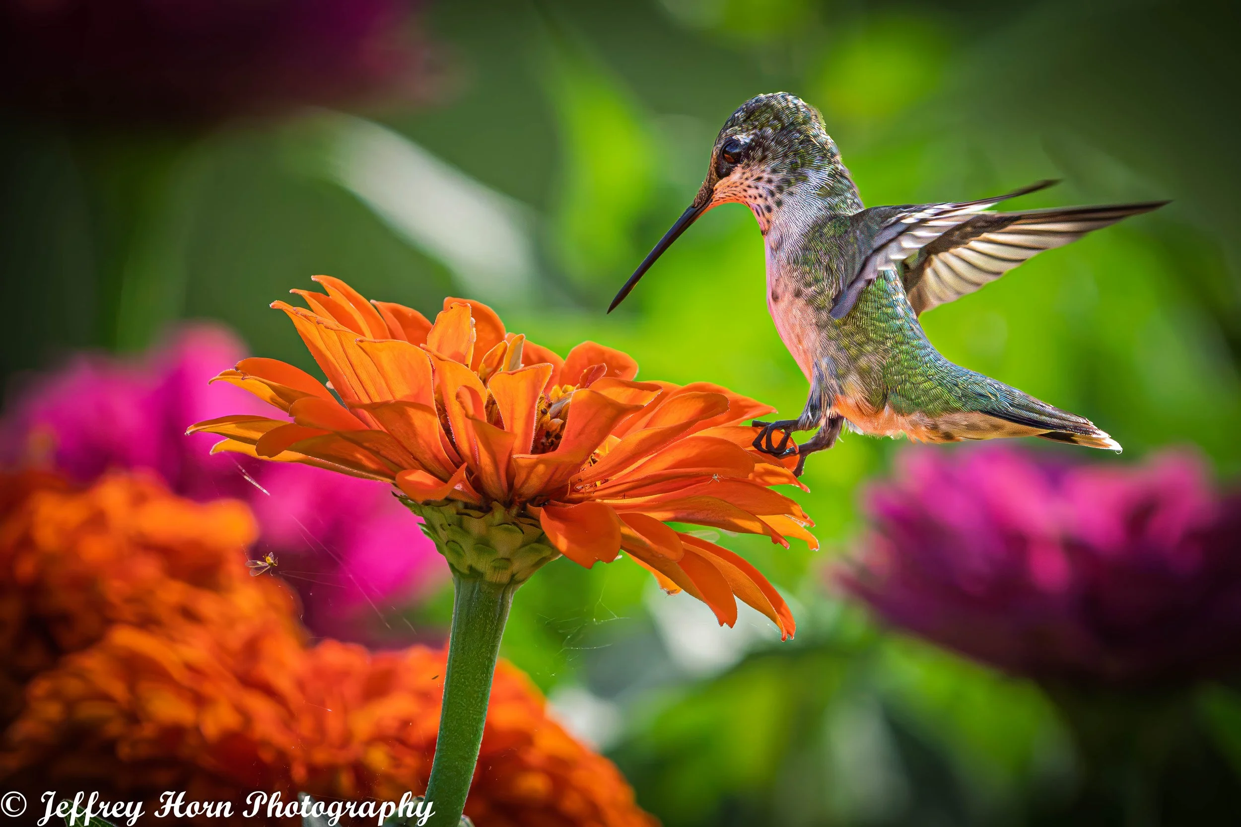Ruby-throated Hummingbird feeding-8.jpg