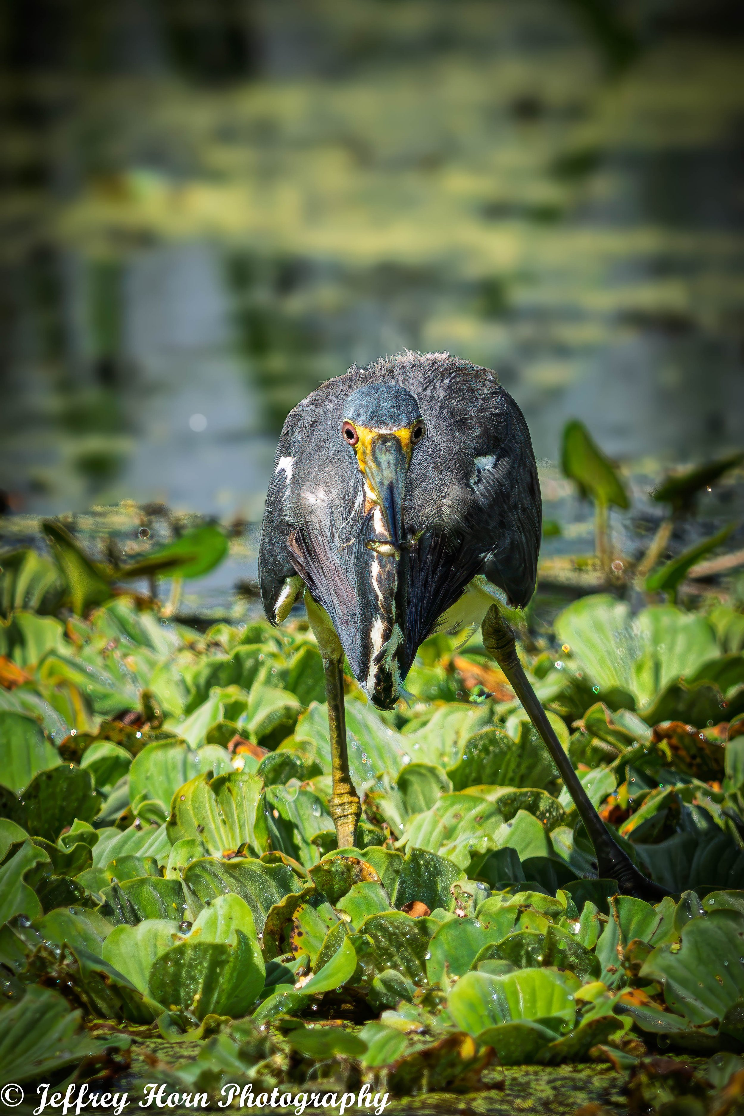 Tricolored Heron fishing-8.jpg
