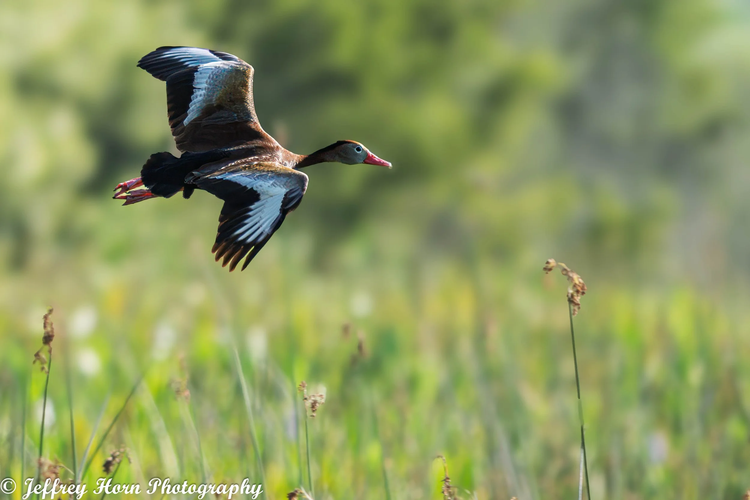 Black-bellied Whistling Duck in flight-1-2.jpg