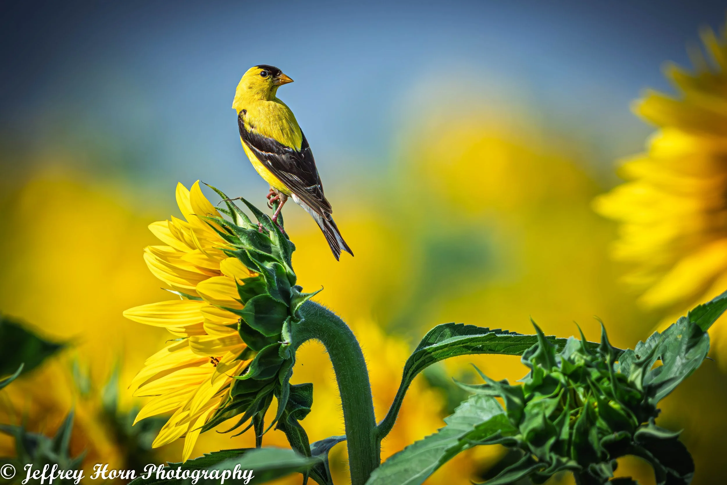 Gold Finch on a sunflower-1.jpg