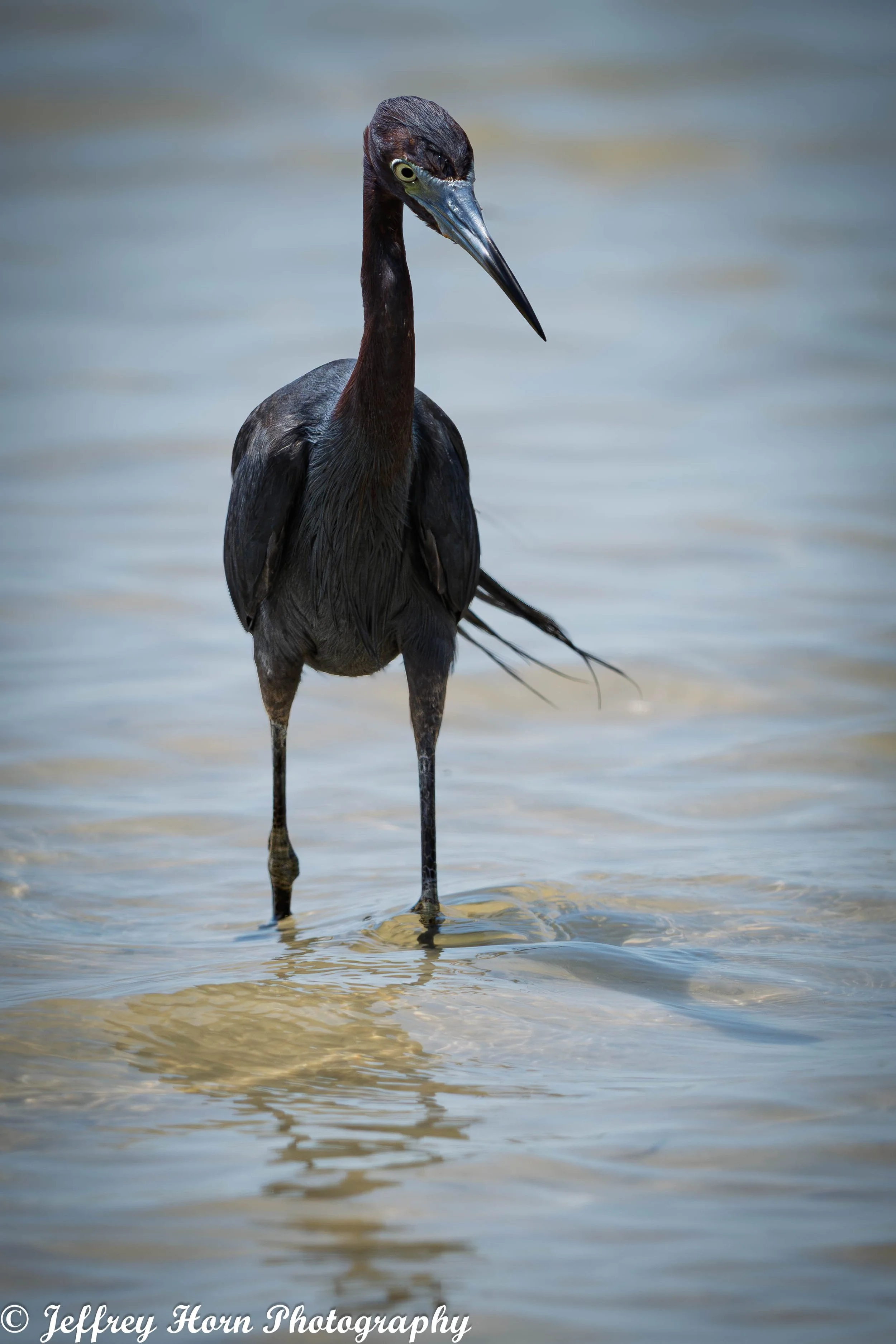 Little Blue Heron-1.jpg