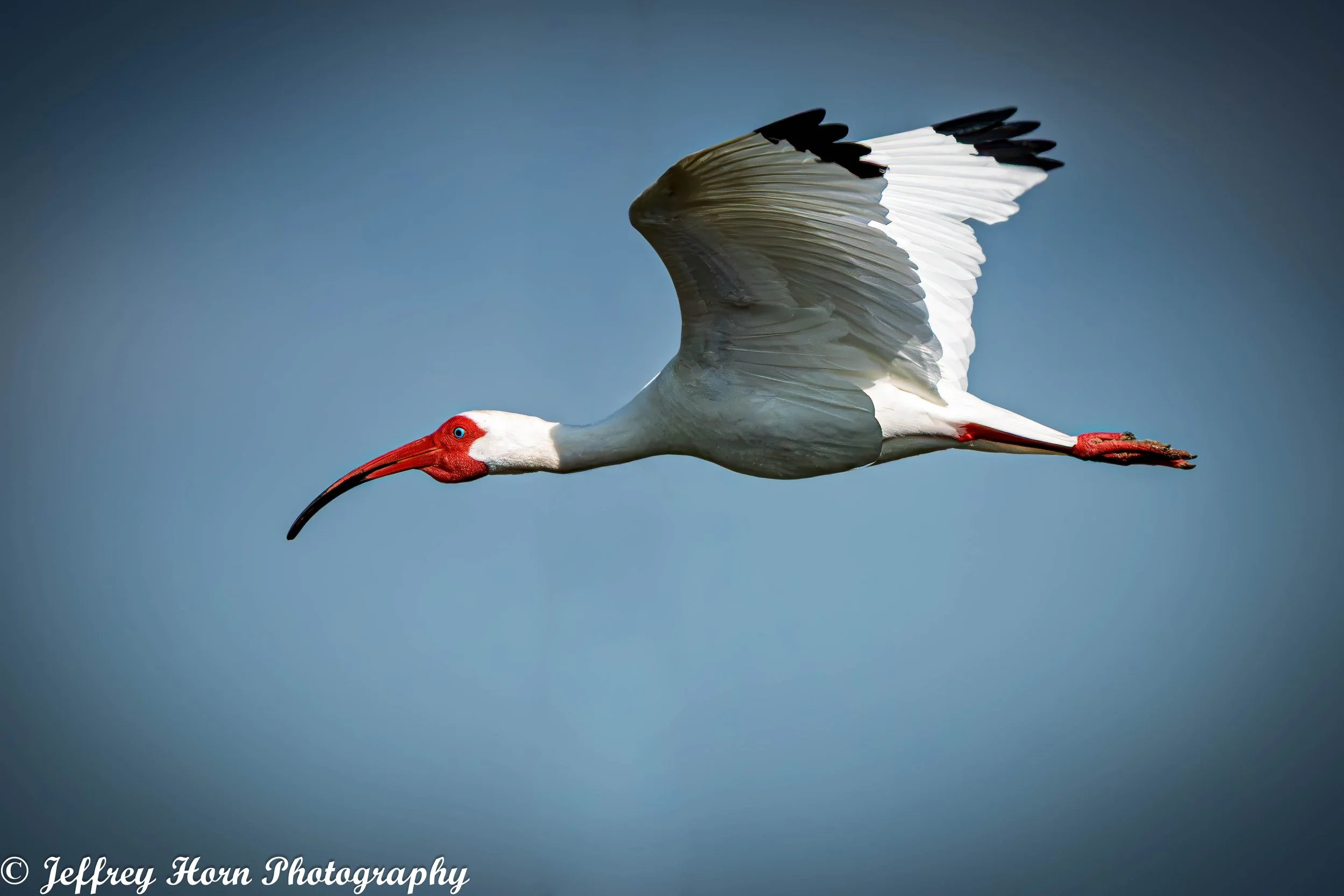 White Ibis in flight-3.jpg