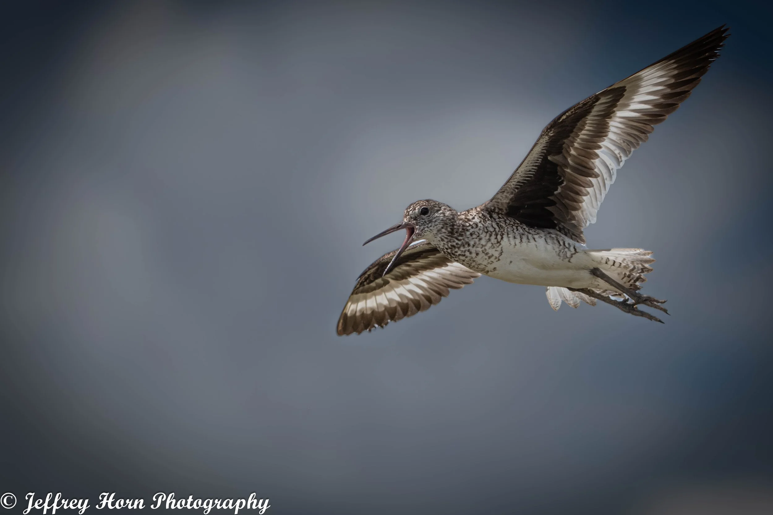 Willett flying beak open-1-2.jpg