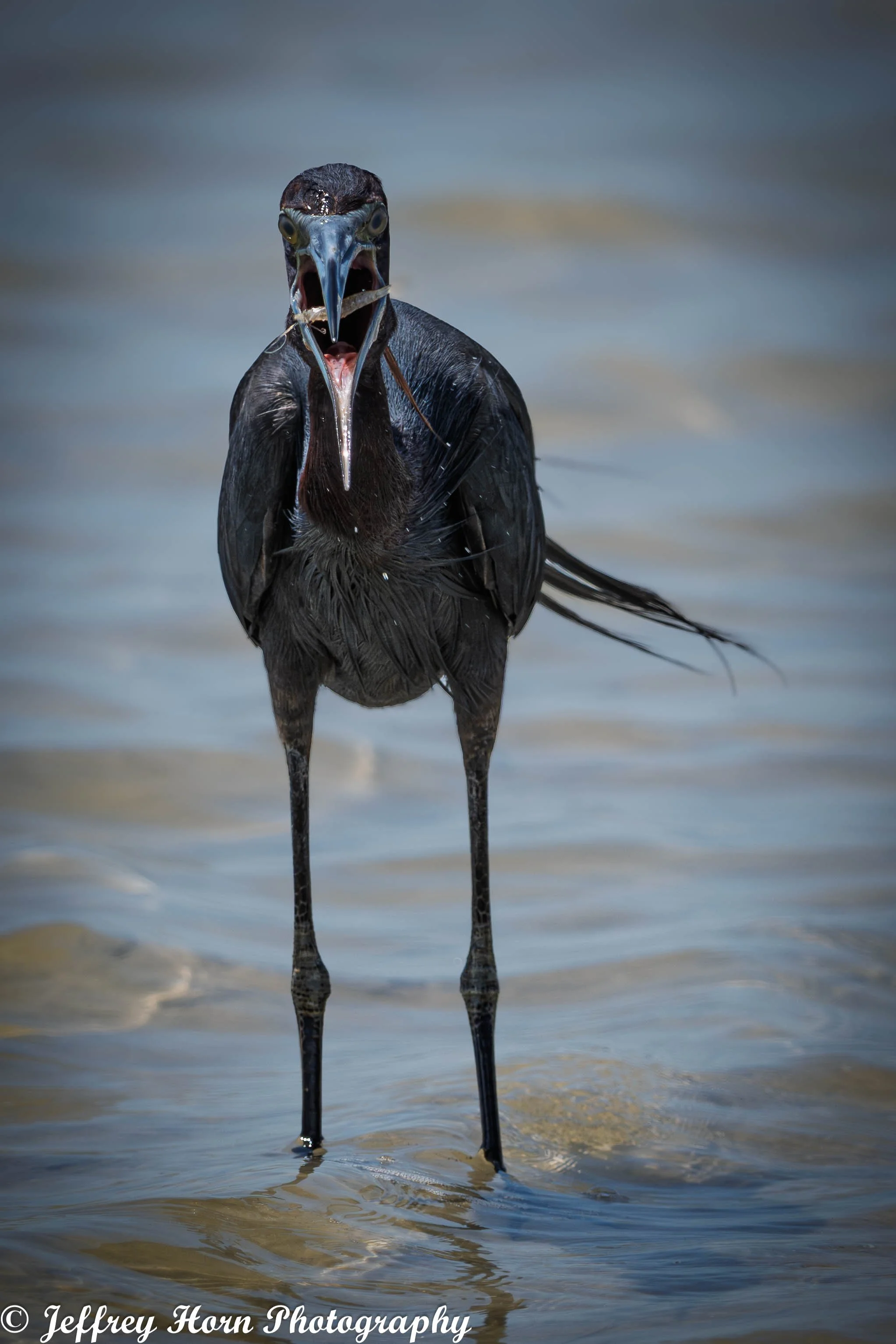Little Blue Heron with a shrimp-2.jpg