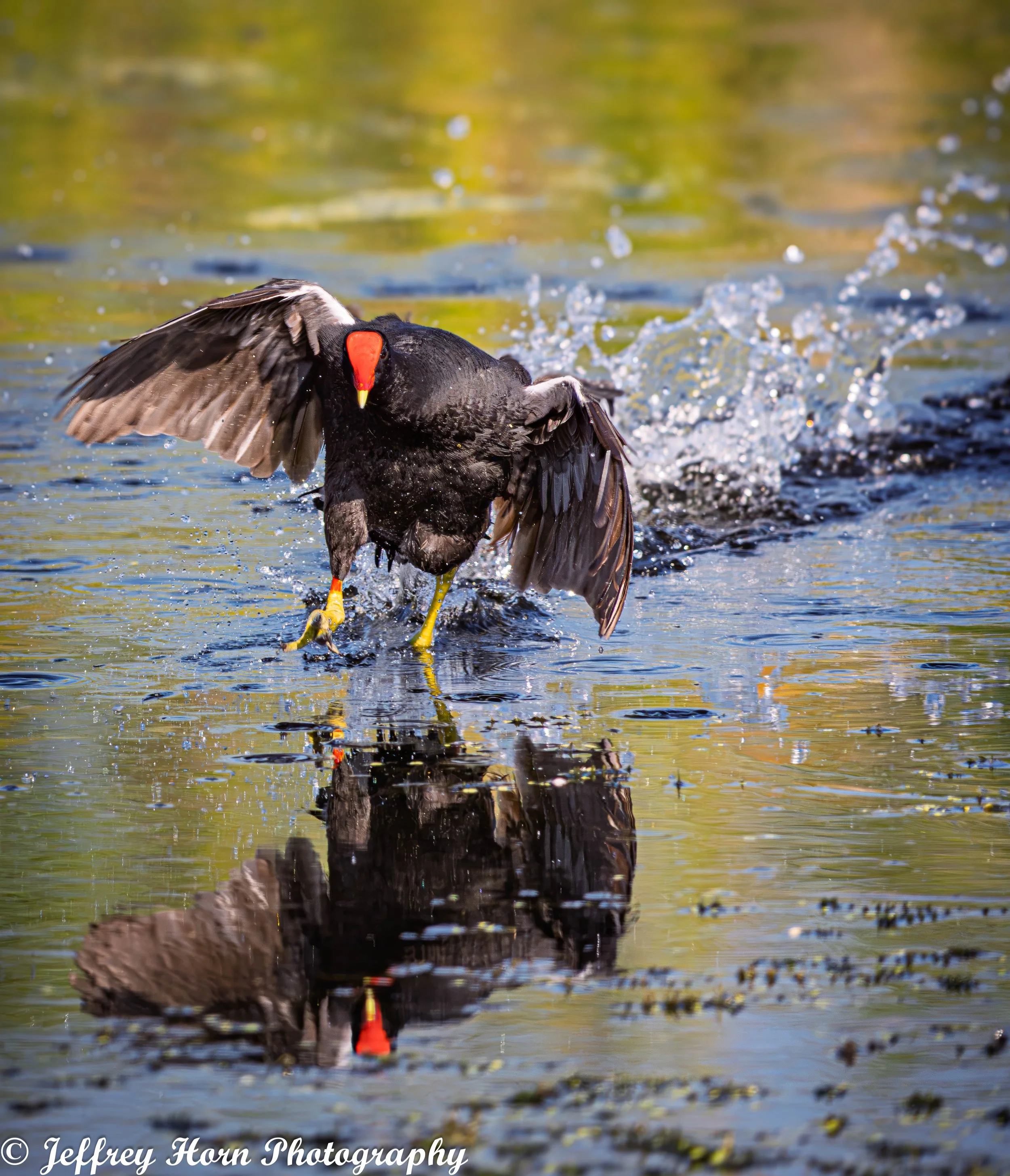Common Gallinule running on the water-2-2.jpg