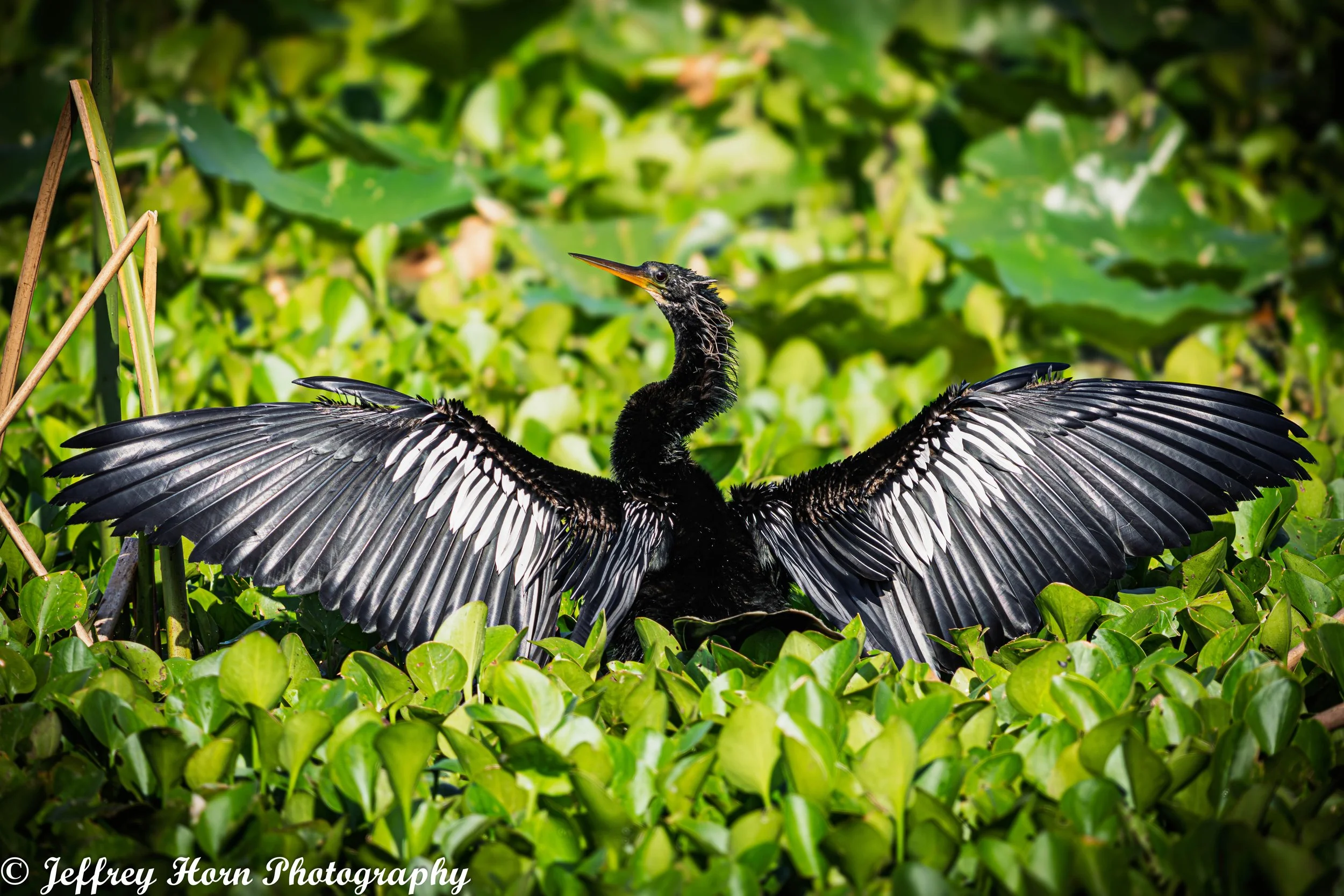 Anhinga drying its wings-3.jpg