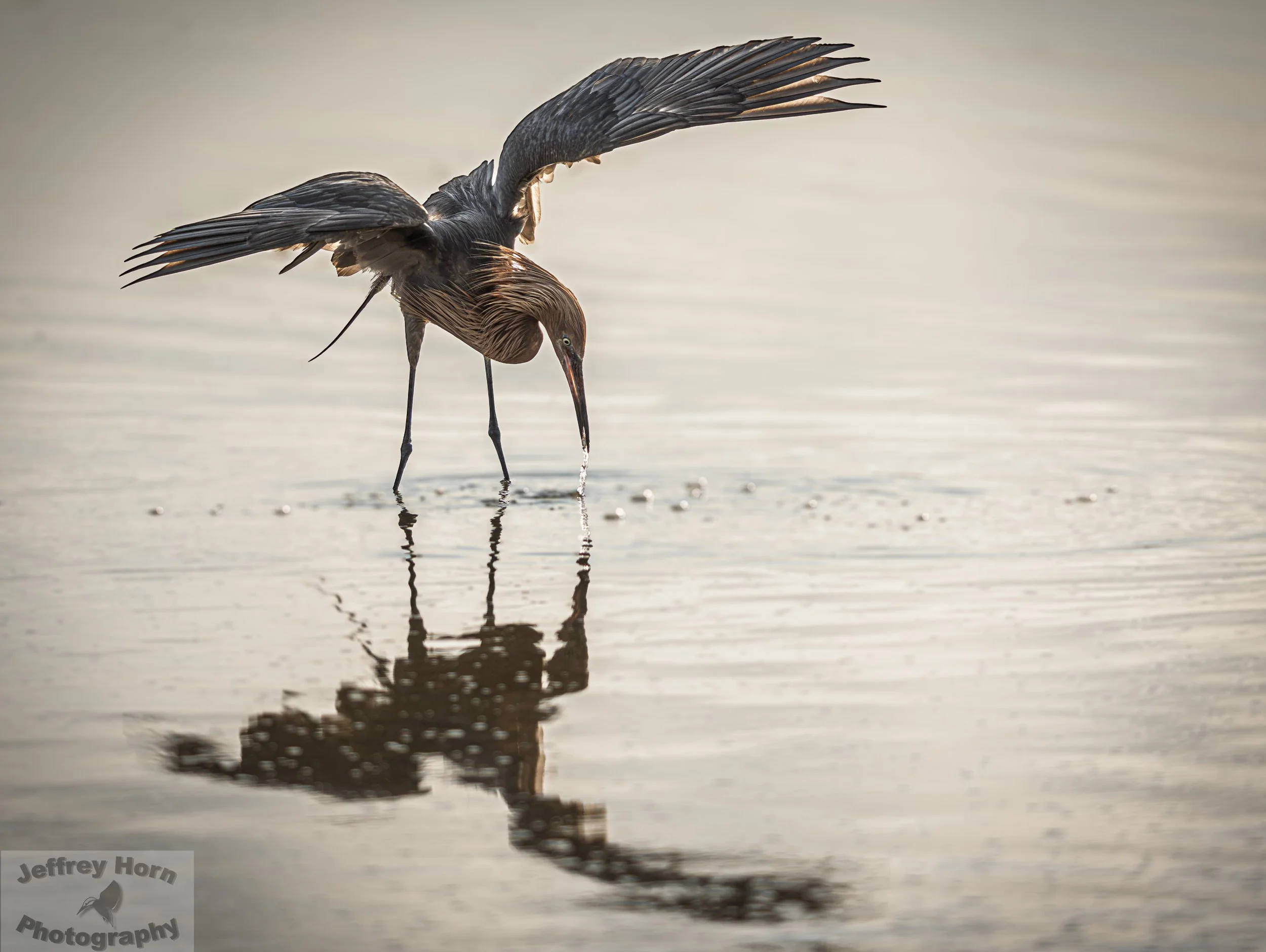 Reddish Egret with a fish-1.jpg
