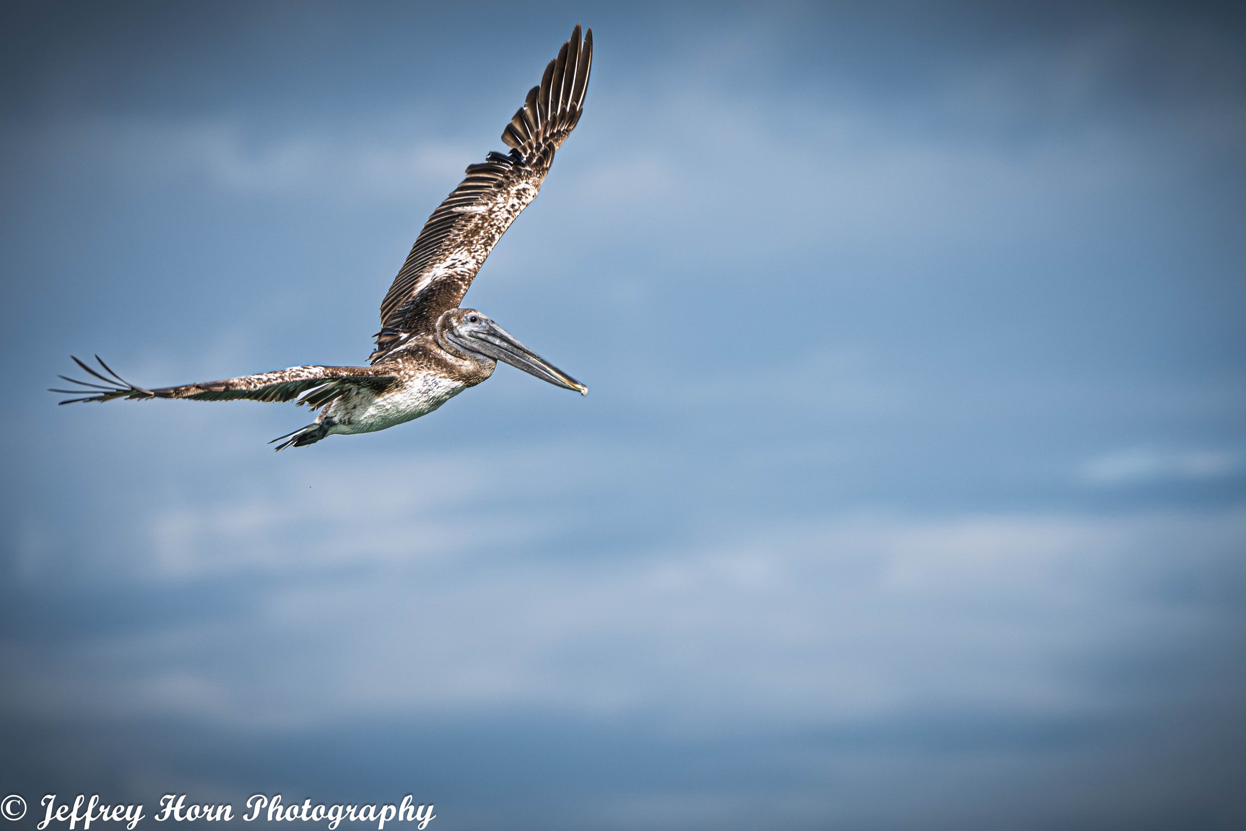 Brown Pelican in flight-1.jpg