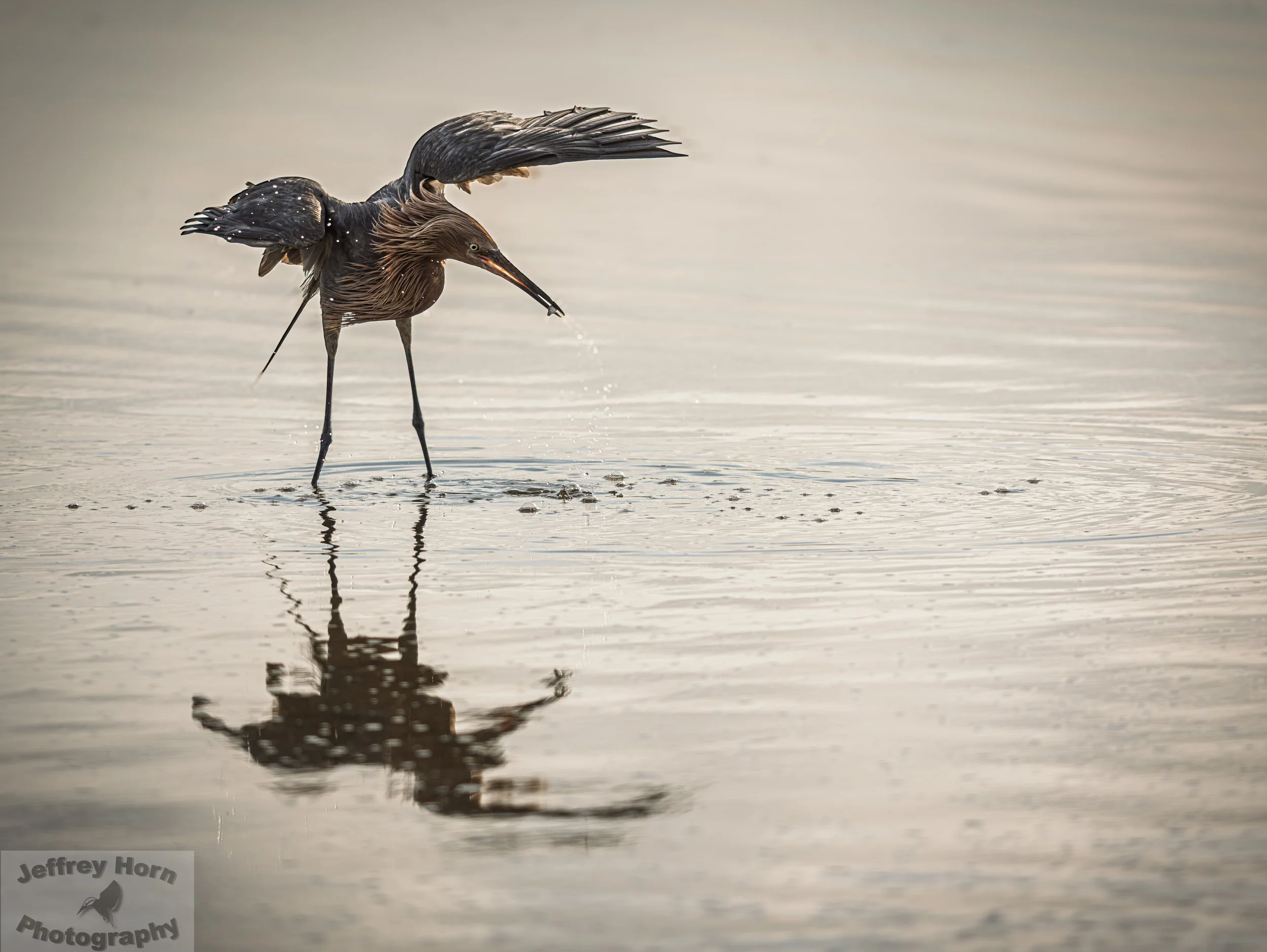 Reddish Egret with a fish-4.jpg