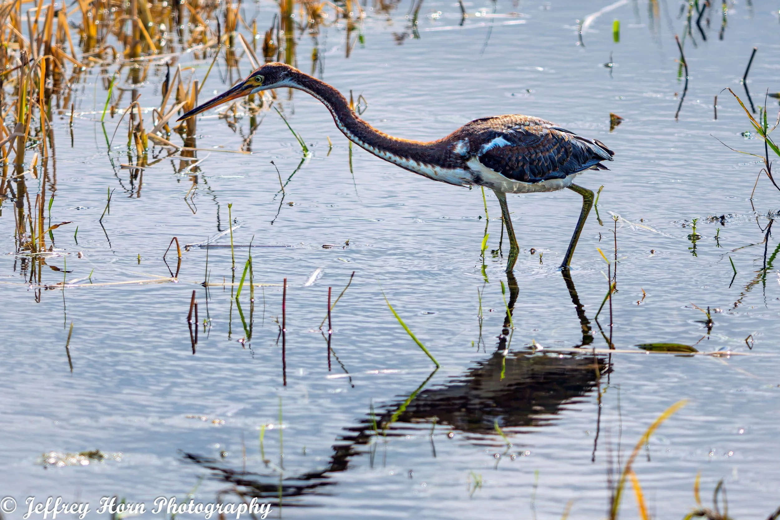 Juvenile Tricolor Heron walking-2.jpg