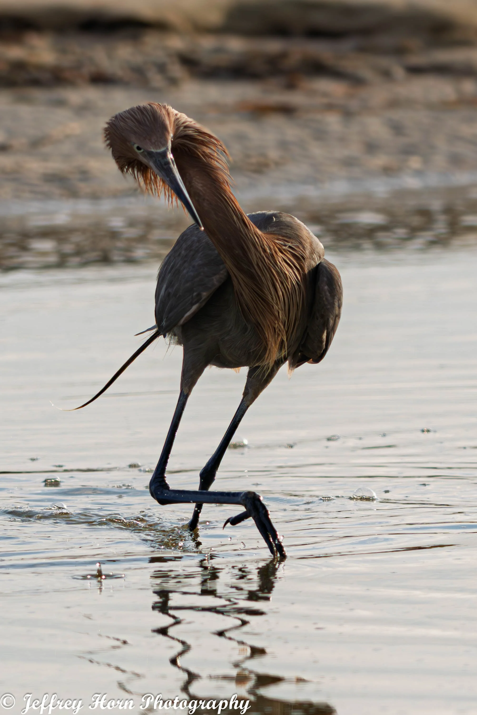 Reddish Egret hunting for fish-1.jpg