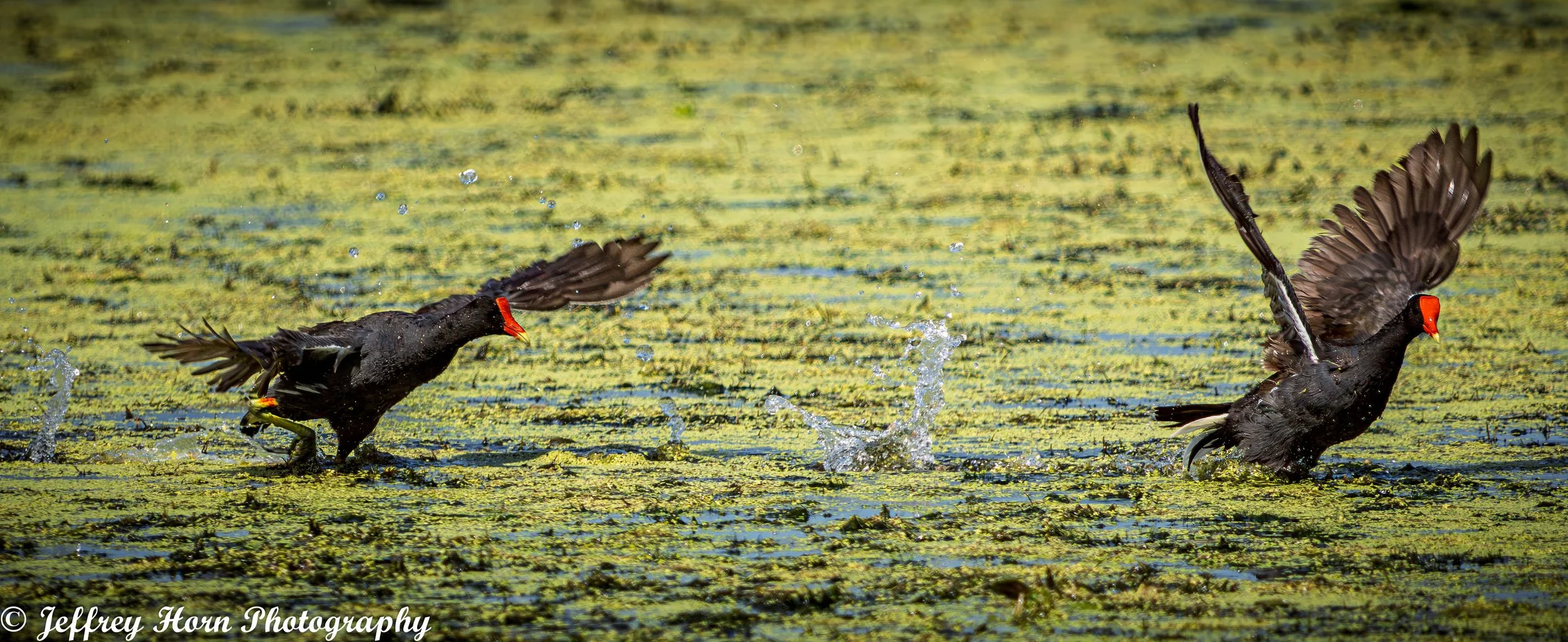 Common Gallinule chasing another Gallinule away-1.jpg