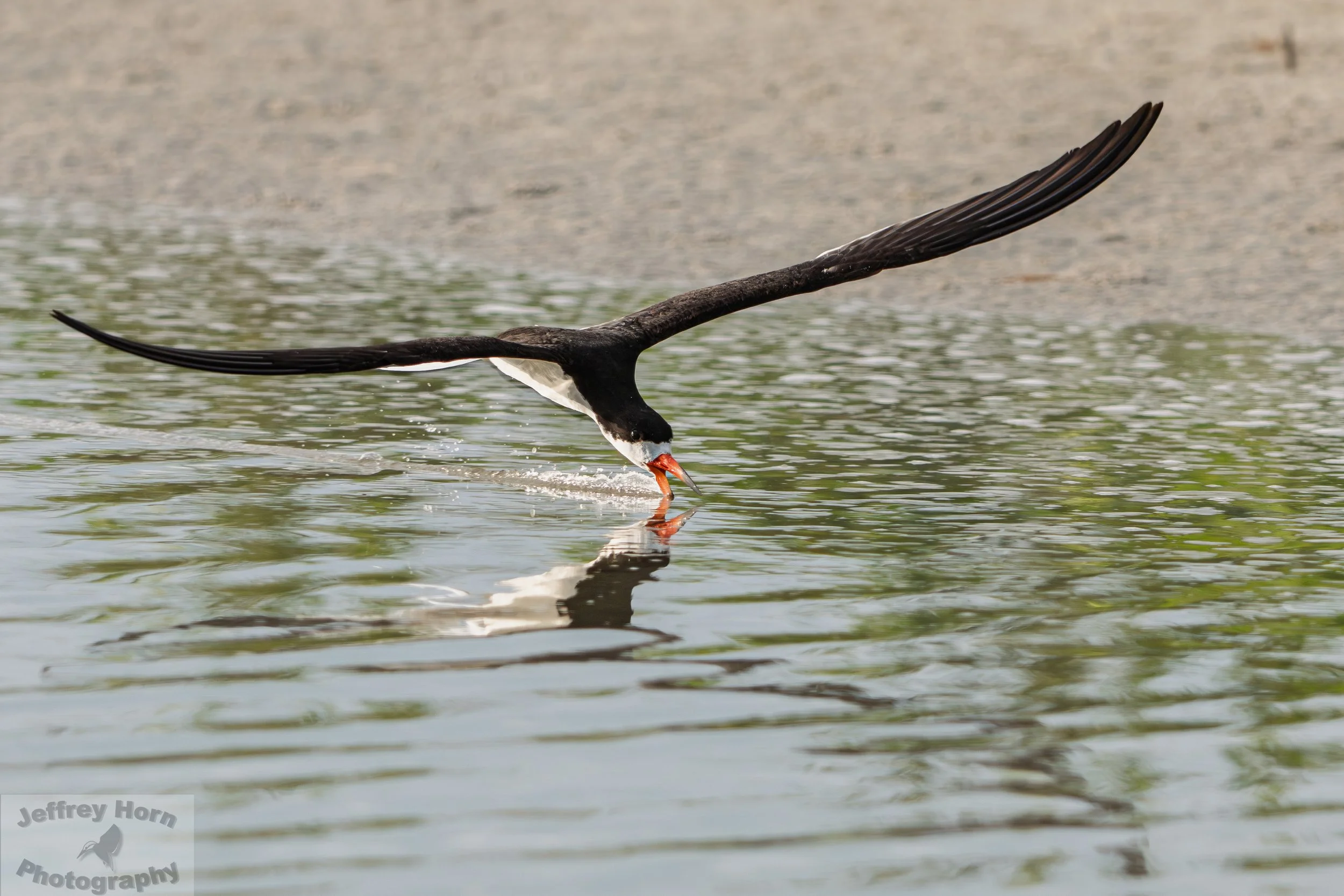 Black Skimmer in flight-4.jpg