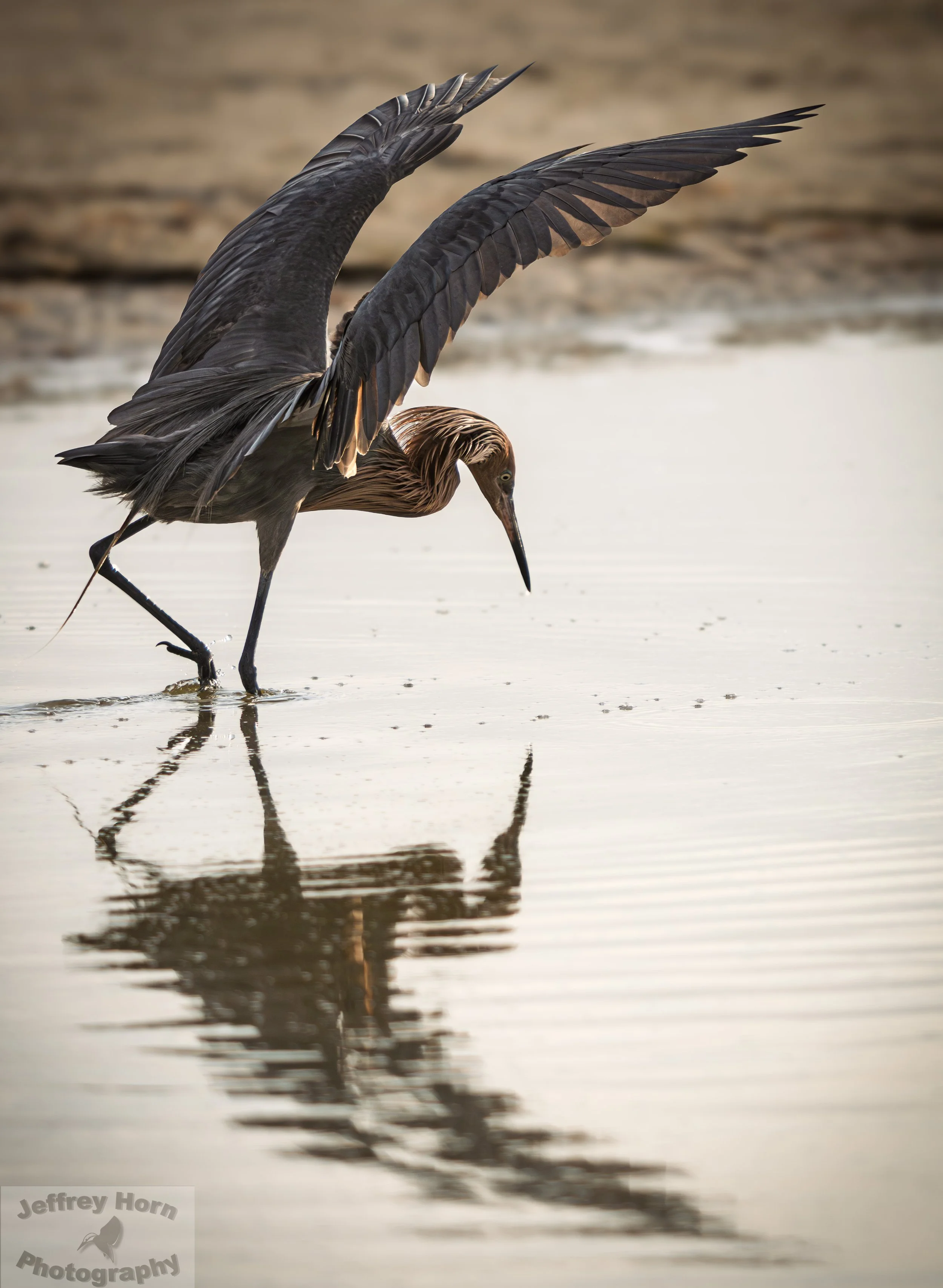 Reddish Egret-1.jpg