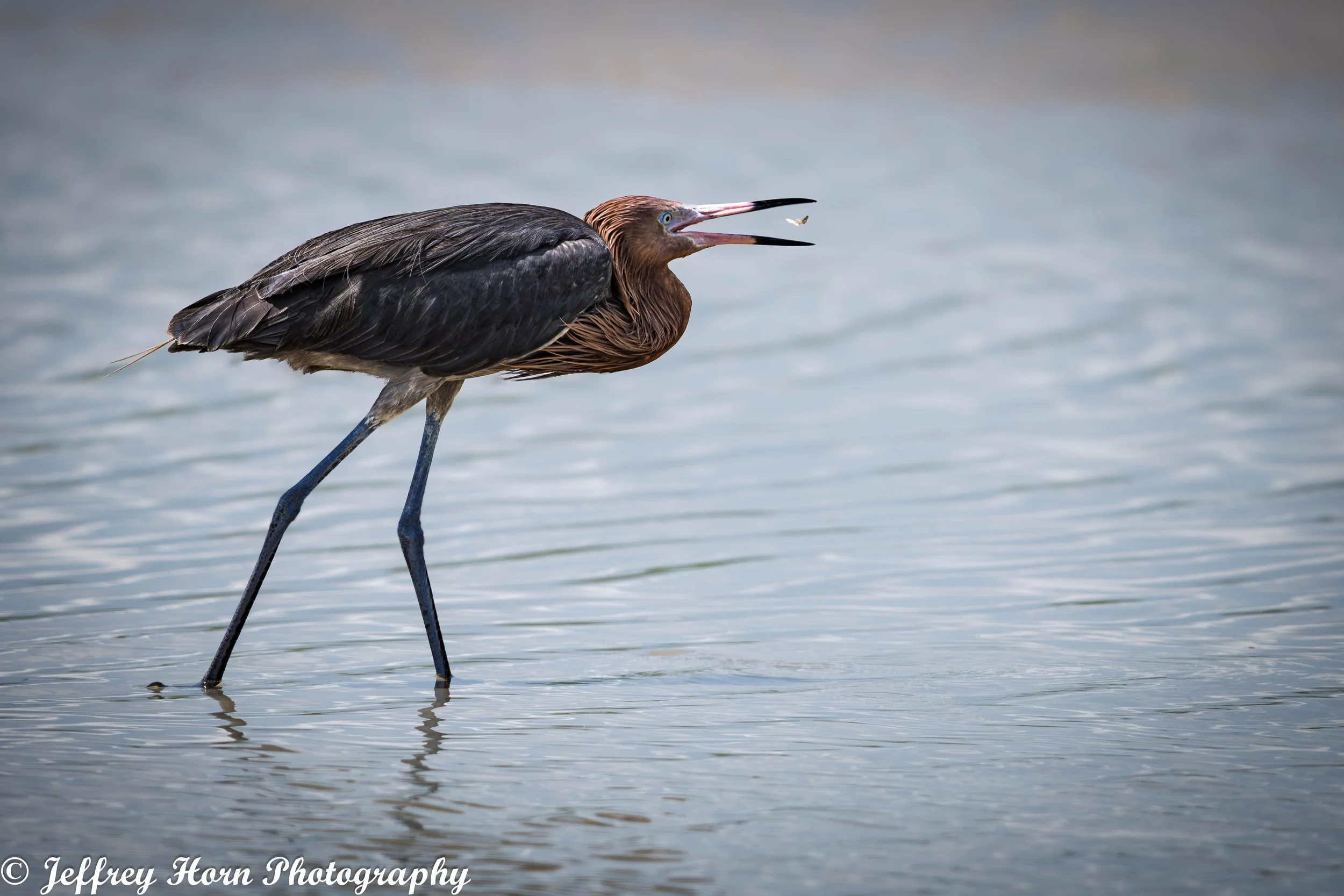 Reddish Egret flipping a fish-1.jpg