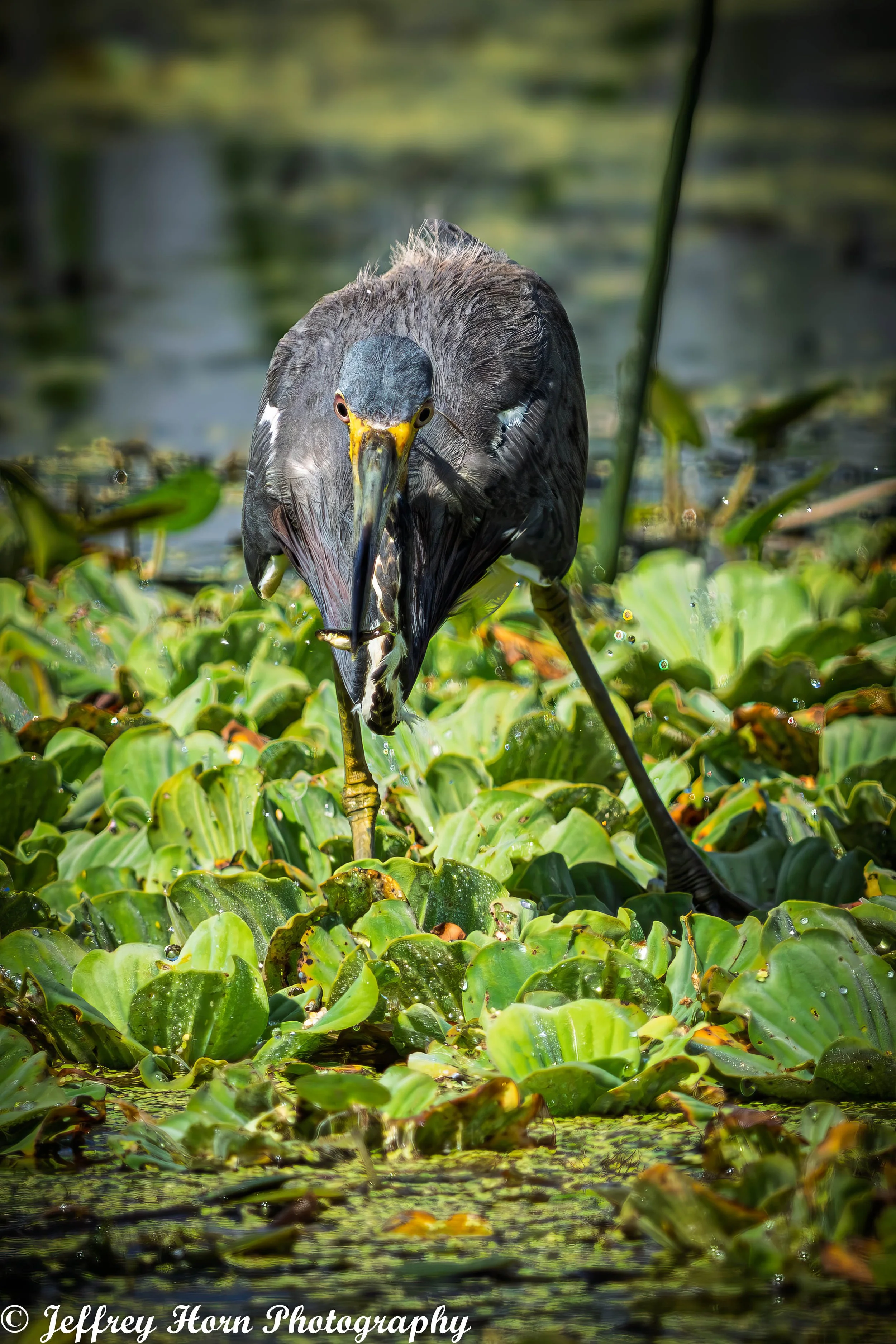 Tricolored Heron fishing-7.jpg