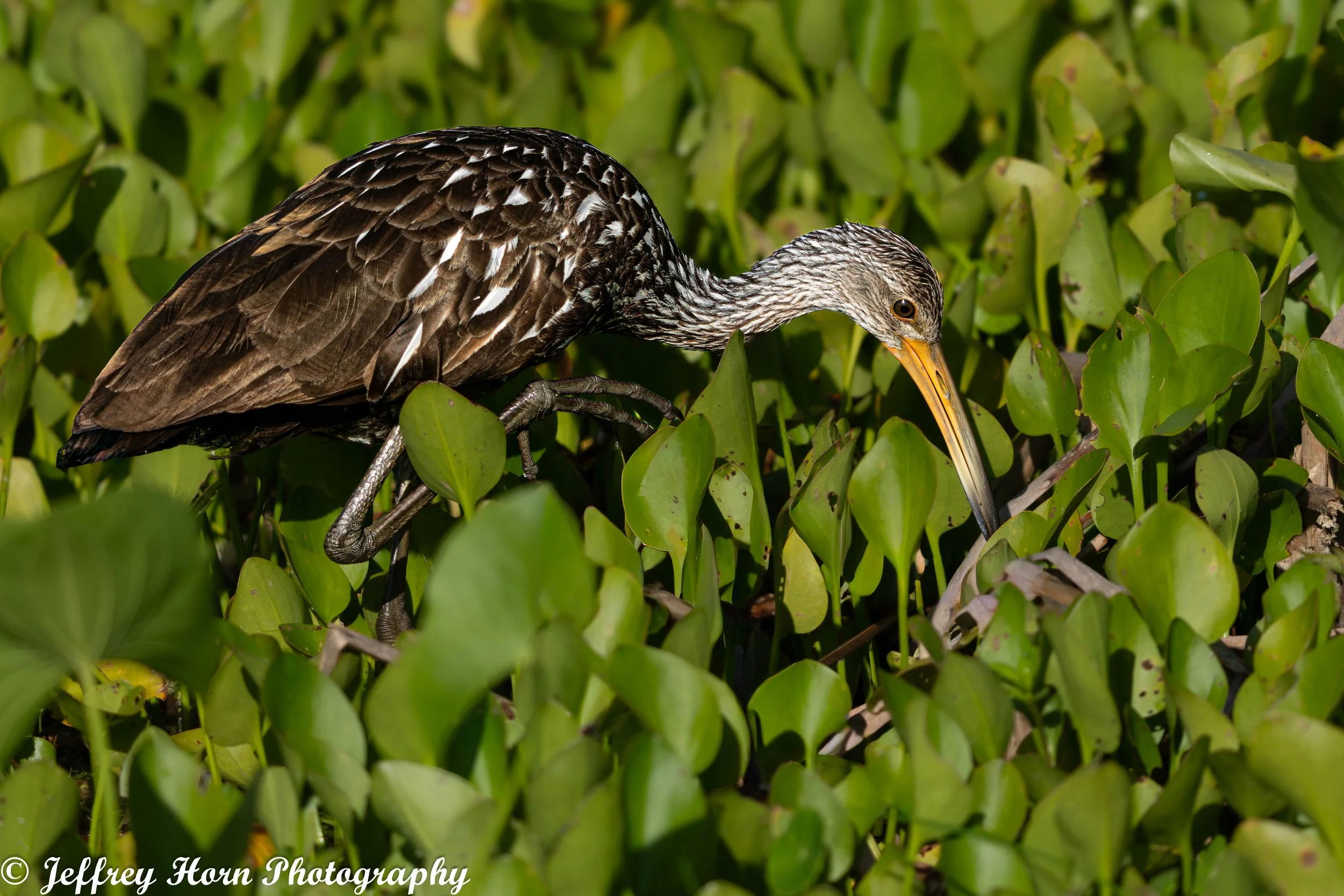 Limpkin walking-1.jpg