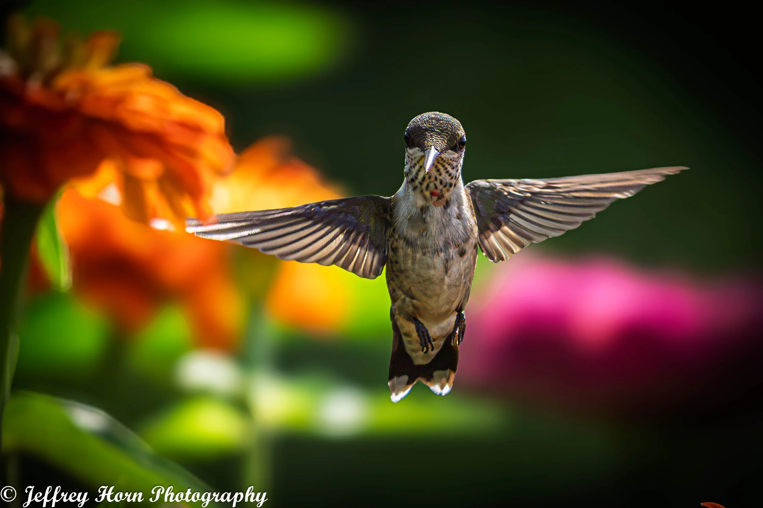 Immature Male Ruby-throated Hummingbird in flight-1.jpg