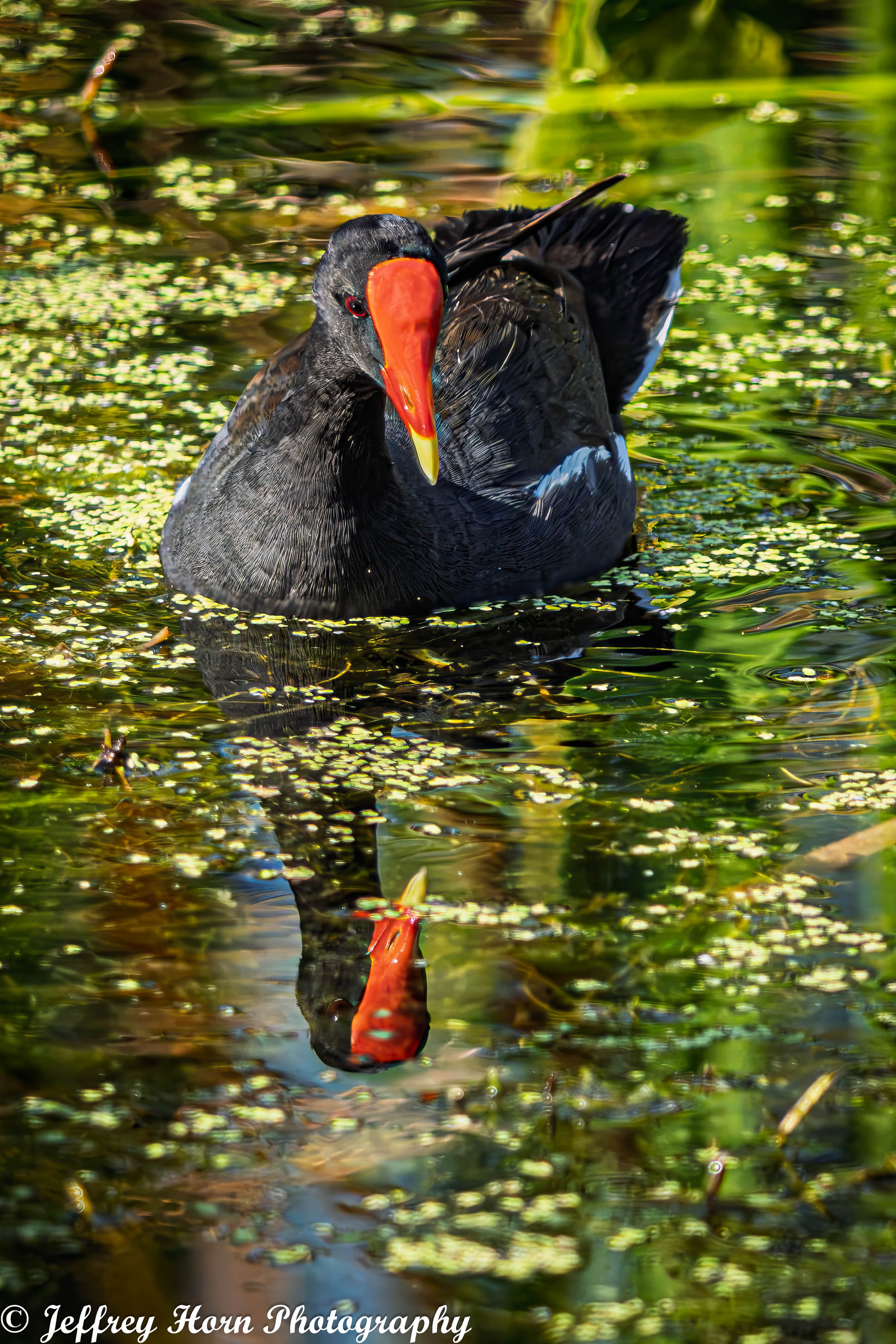 Common Galinule reflection-1.jpg