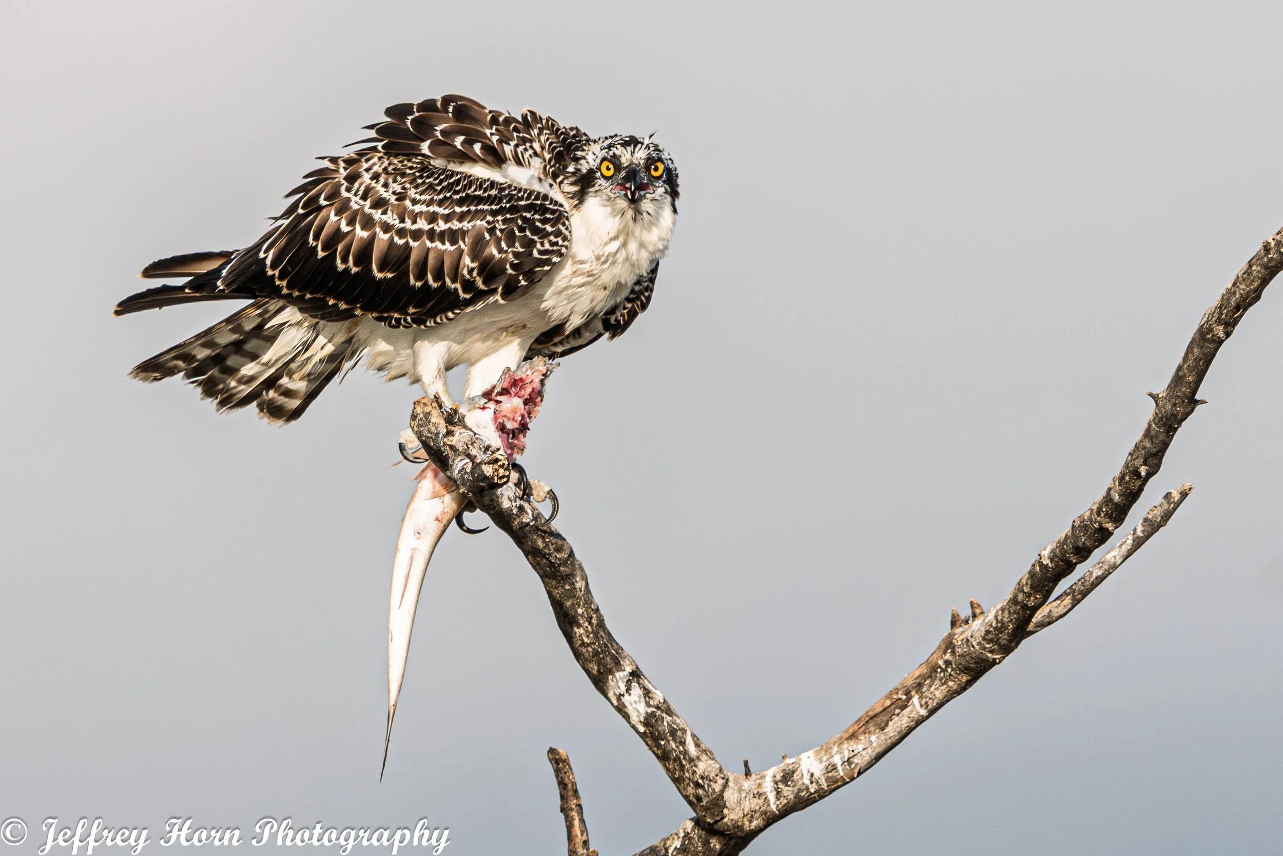 Osprey landing with a fish looking at me-1.jpg