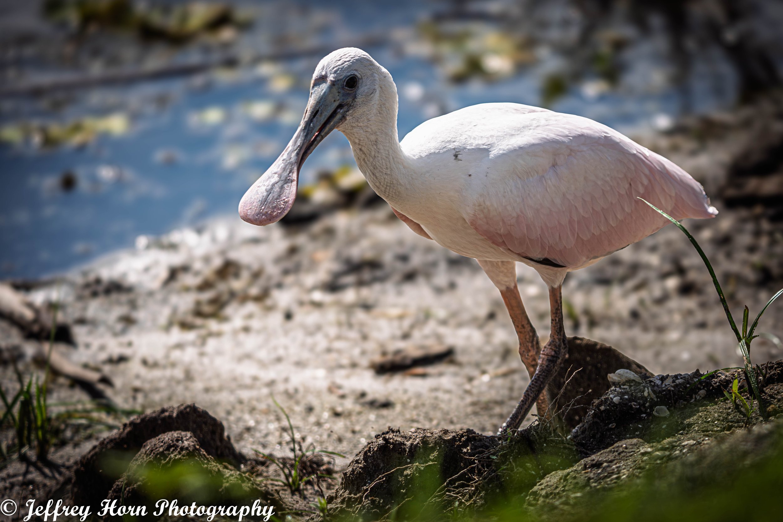 Roseate Spoonbill Immature-1.jpg
