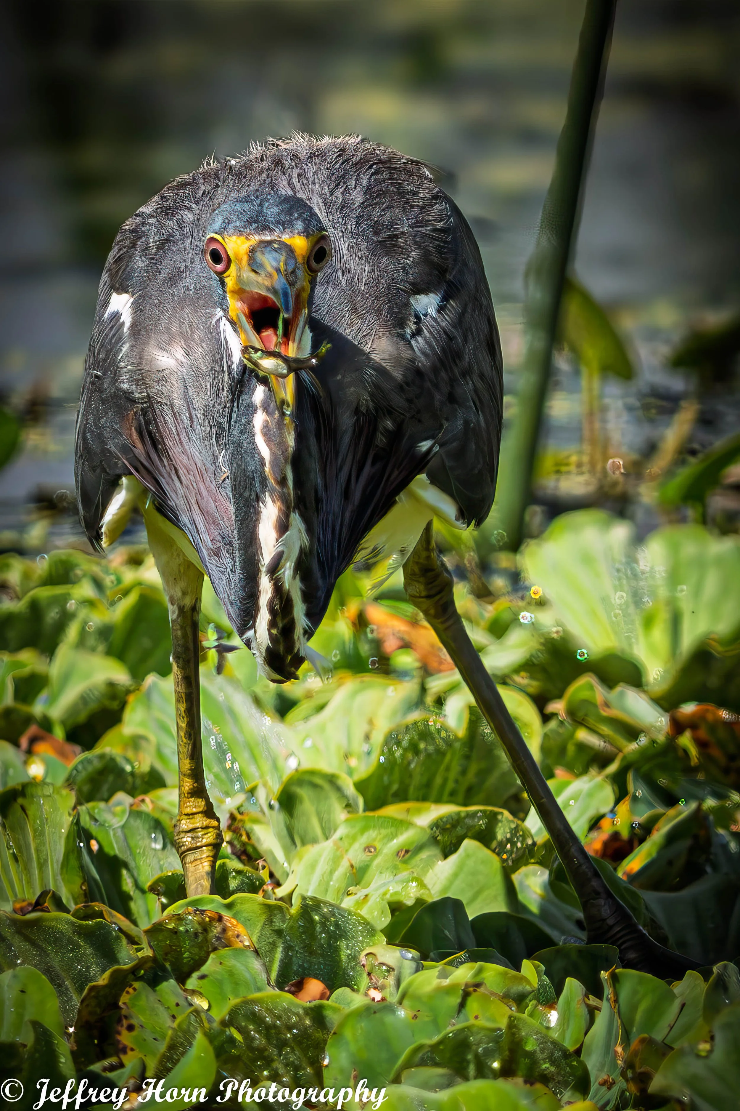 Tricolored Heron fishing-9.jpg