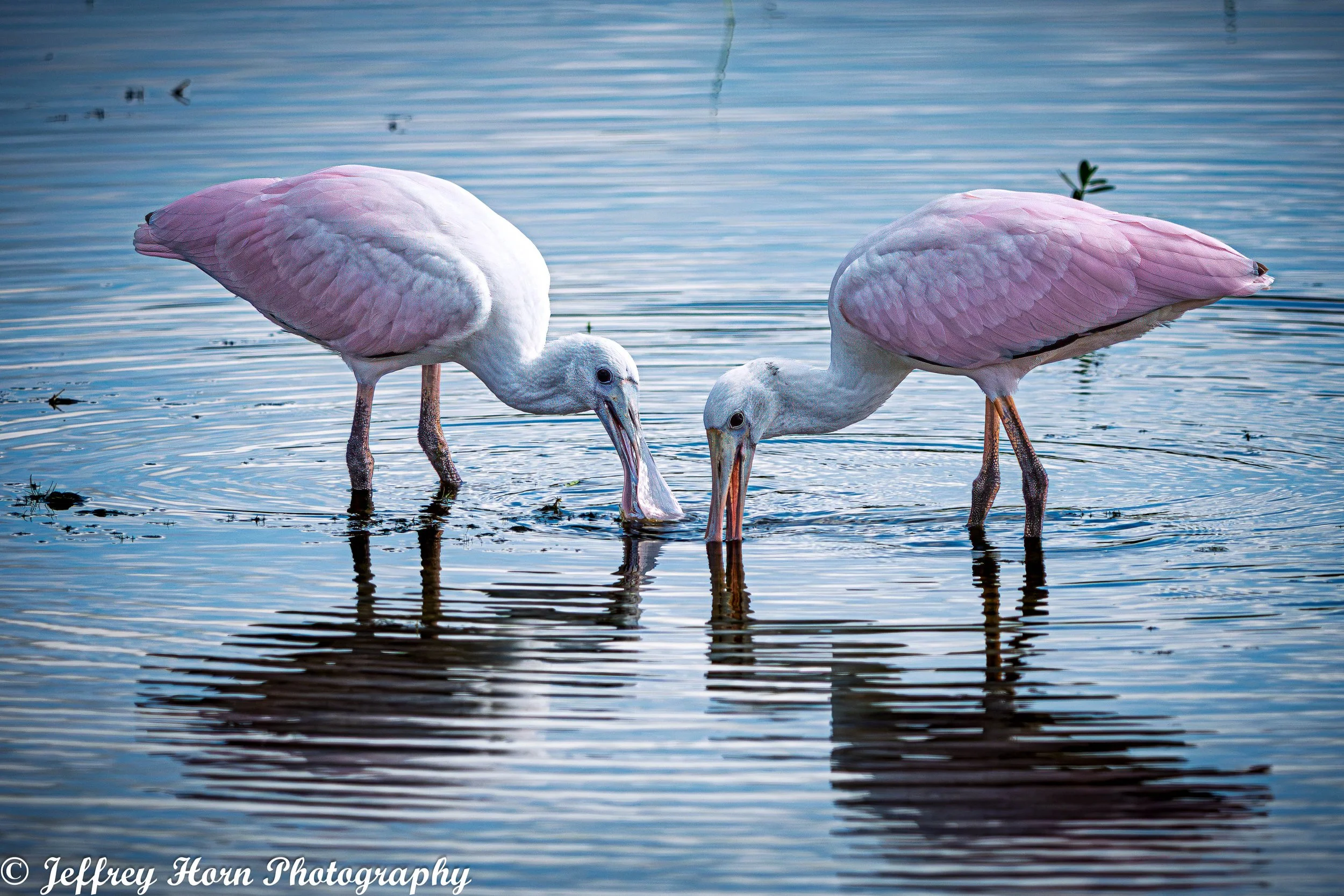 Immature and Mature Roseate Spoonbills feeding-2.jpg