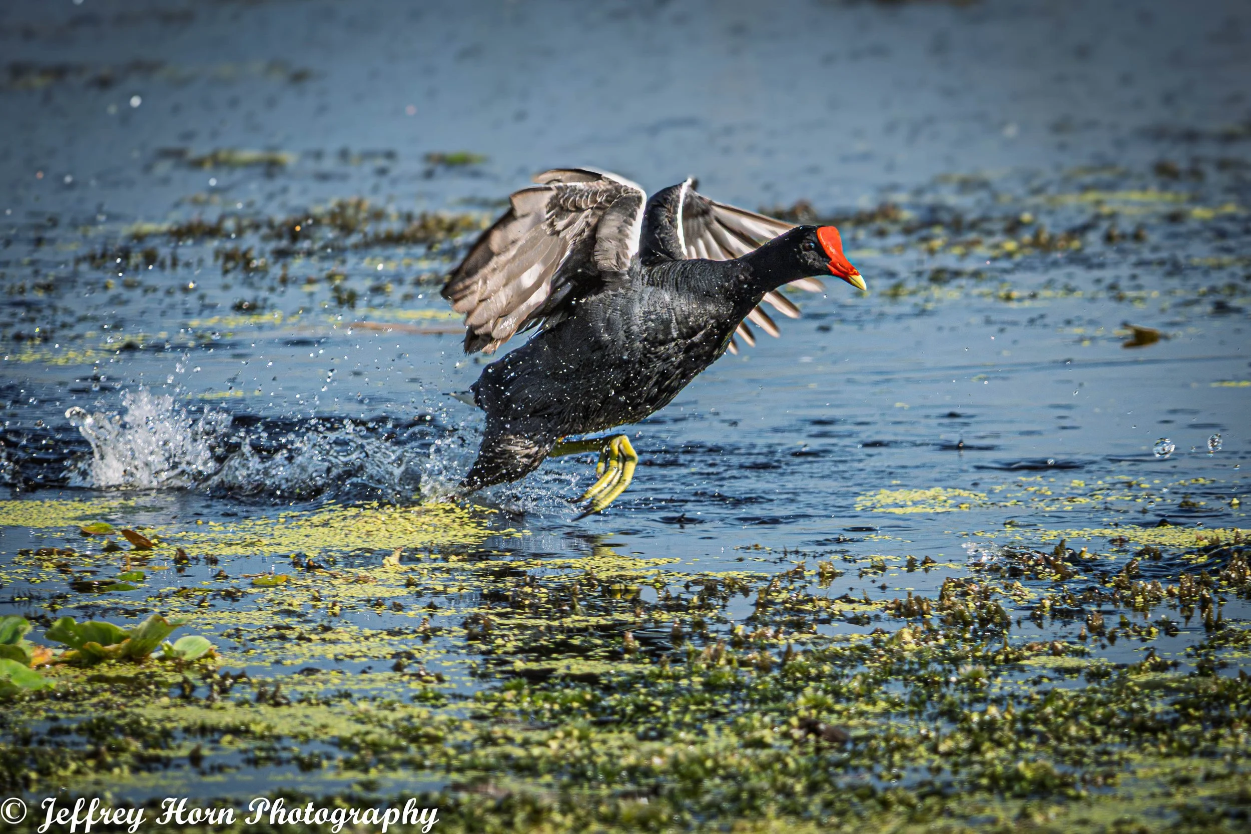 Common Gallinule running on water-3.jpg